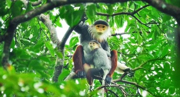 Brown-shanked douc langurs in Son Tra Peninsula (Photo:VNA)