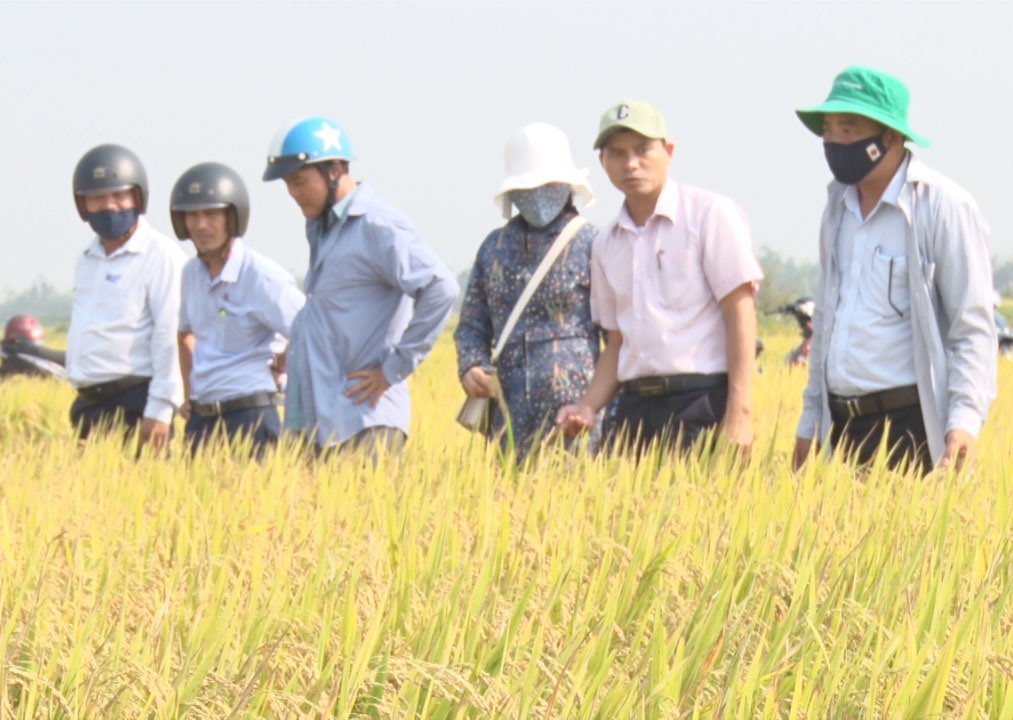 Ngành chức năng đánh giá năng suất mô hình trồng lúa giống tại Tam Thăng. Ảnh: Q.S