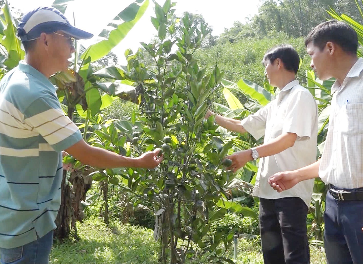 Mô hình trồng cây ăn quả ở Tam Sơn cho hiệu quả kinh tế cao. Ảnh: V.Phin