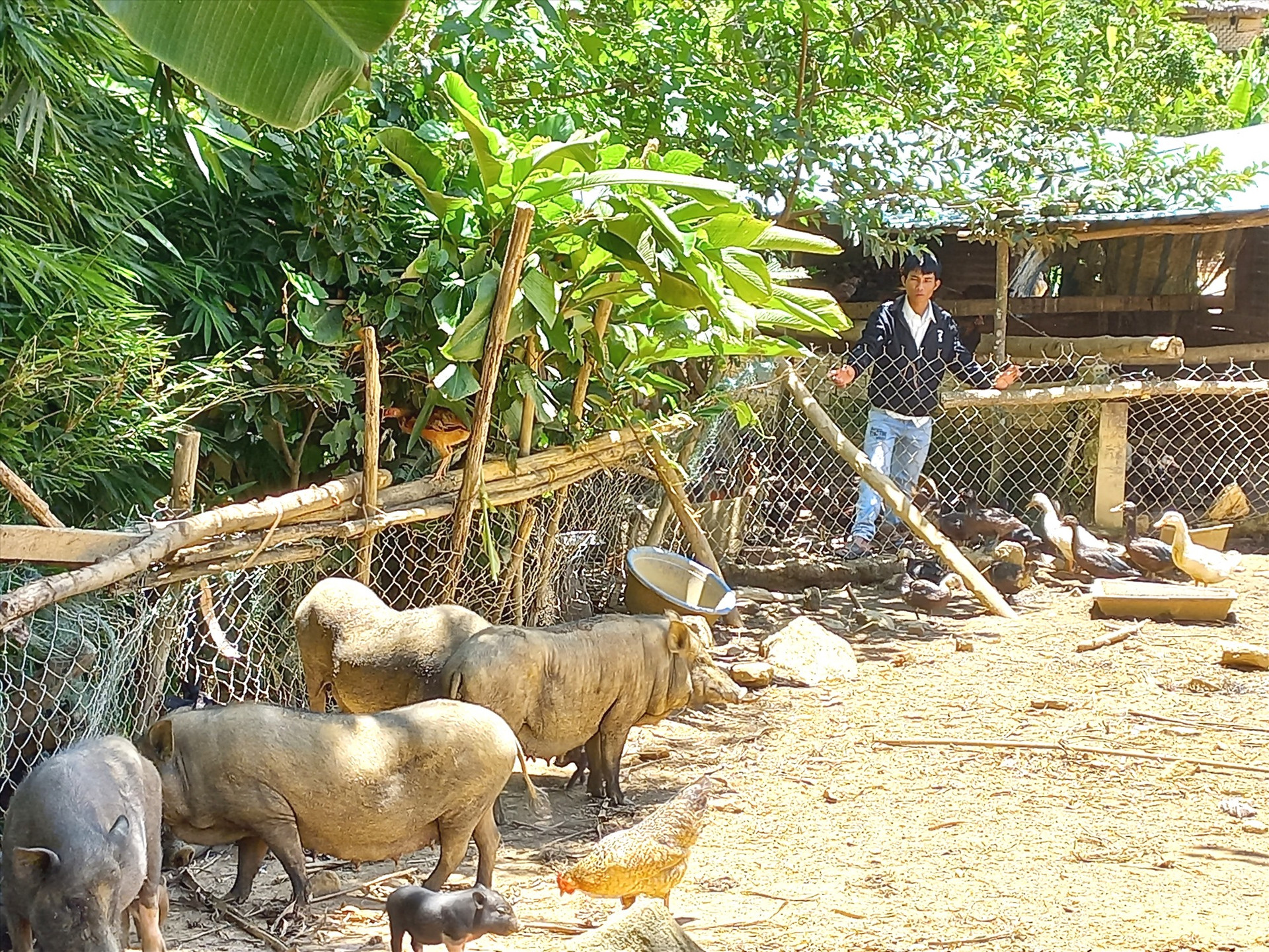 Hộ A Rất Bay trú thôn A Dinh (thị trấn Prao) thoát nghèo nhờ thành công với mô hình trồng rừng, nuôi heo, gà, vịt. Ảnh: CT