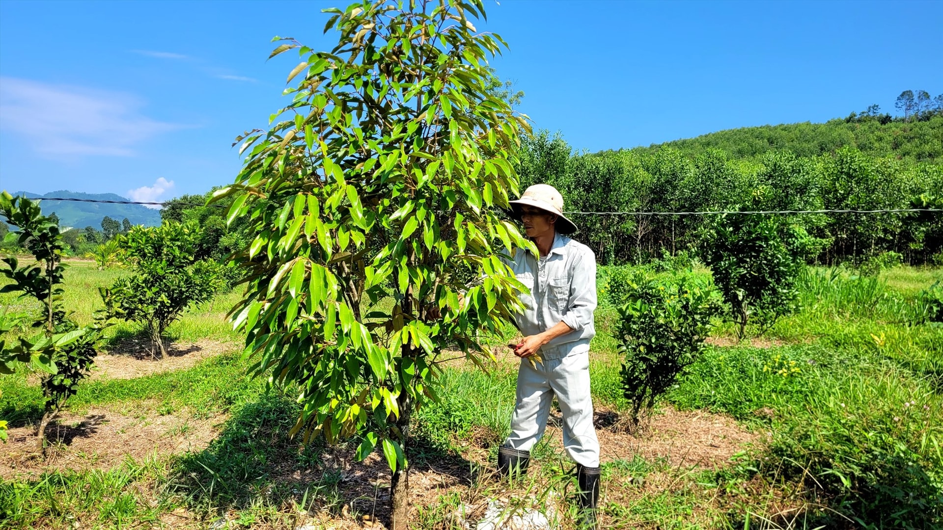 Những cây sầu riêng đang phát triển tốt. Ảnh: L.T