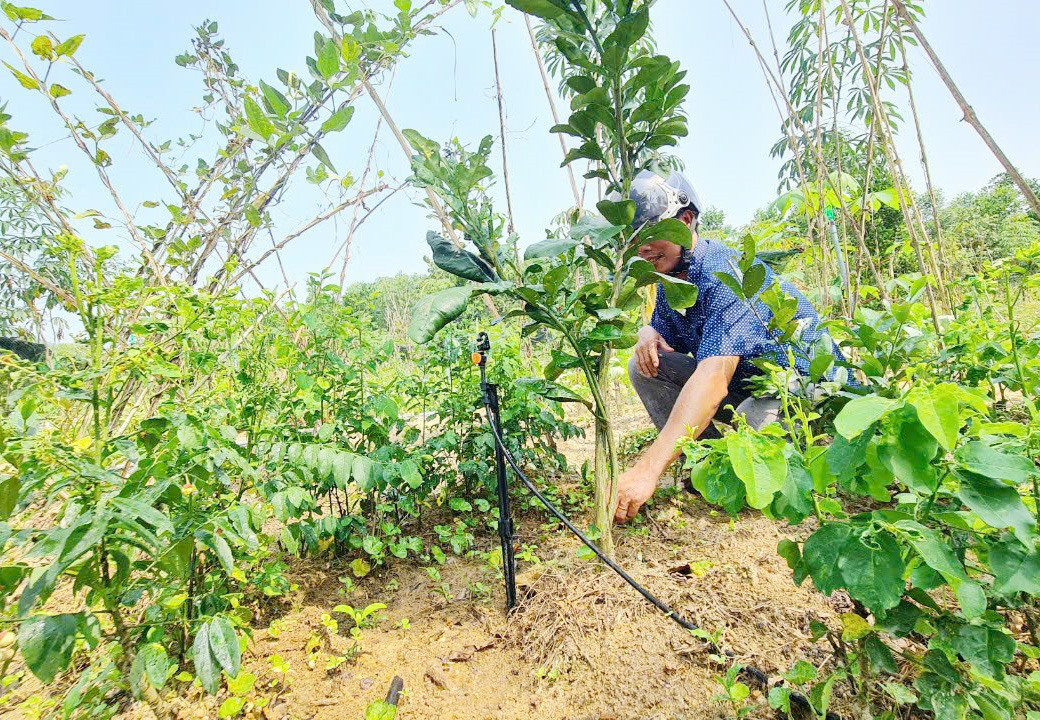 Nâng cao thu nhập cho người dân, huyện Tiên Phước chú trọng định hướng phát triển kinh tế vườn. Ảnh: H.L