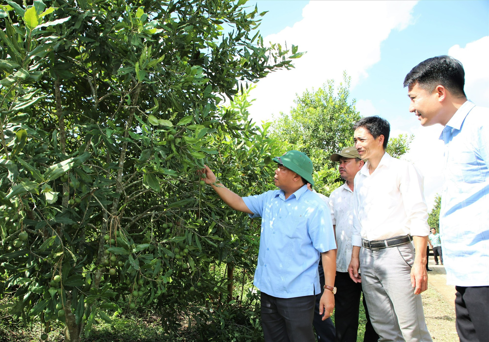 Mô hình trồng cây mắc ca đang đem lại hiệu quả tại Như Xuân, mở ra cơ hội áp dụng tại Tây Giang. Ảnh: ALĂNG NGƯỚC