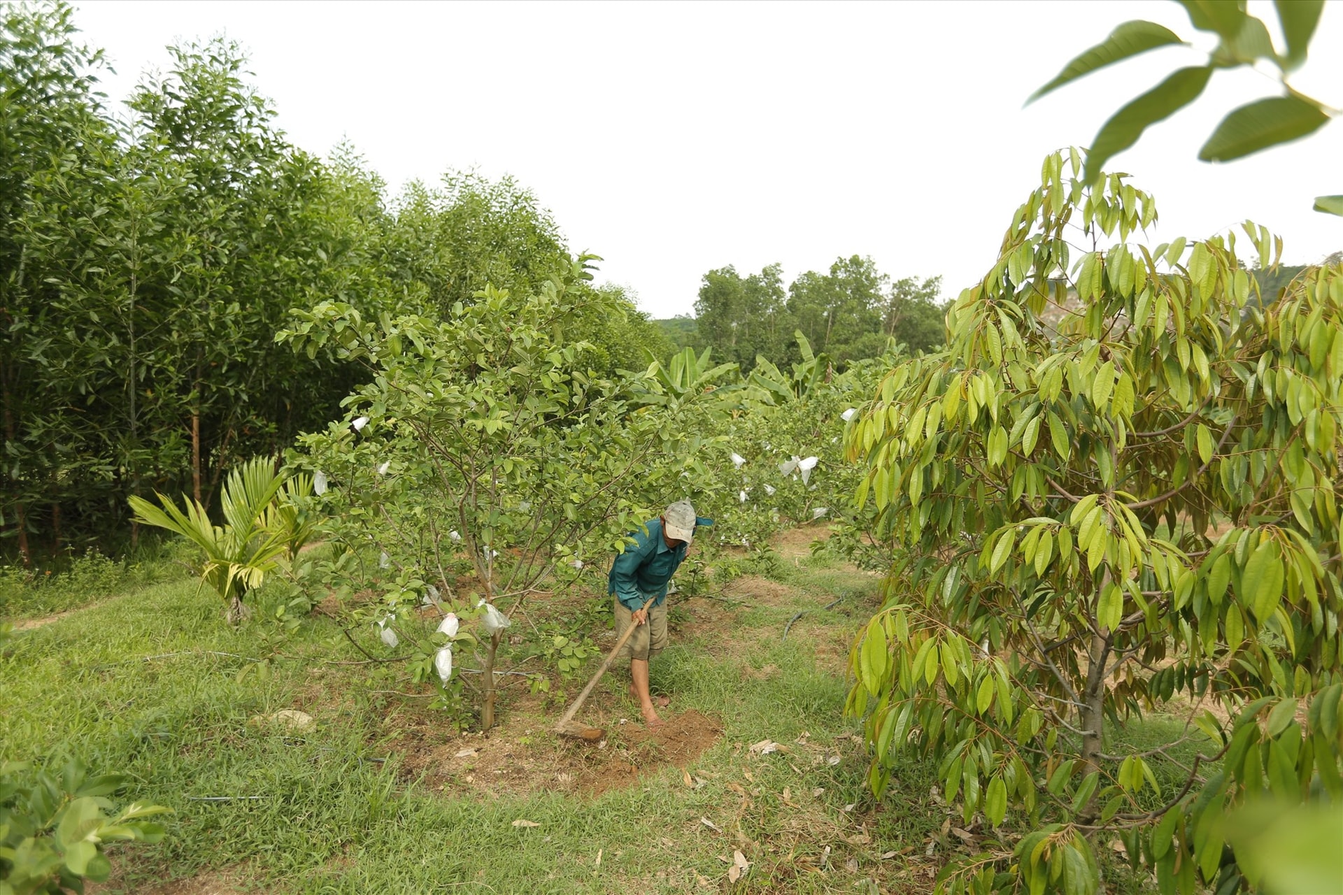 Mạnh dạn thay đổi phương thức sản xuất, đầu tư máy móc, công nghệ và chủ động tìm thị trường là cách để các HTX miền núi thích nghi với thị trường trong giai đoạn này. Ảnh: H.Đ