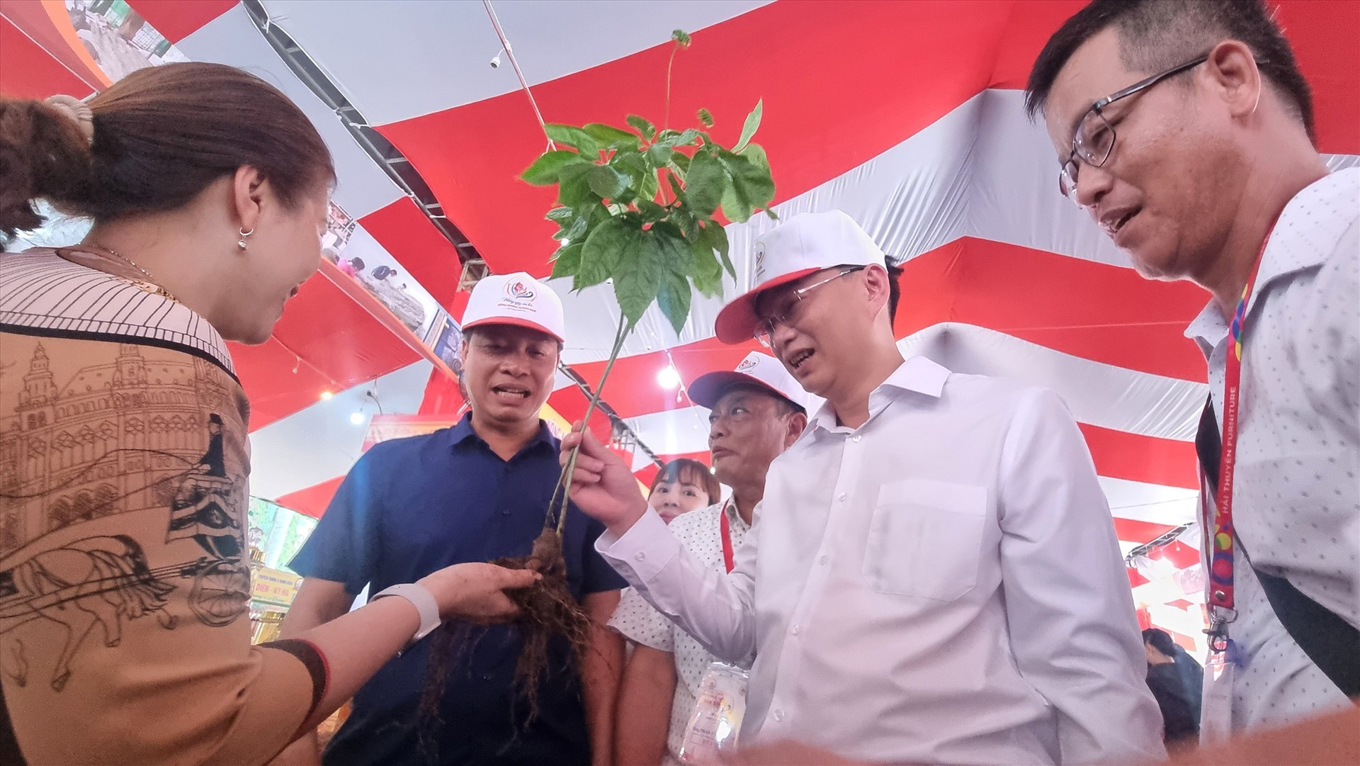 A Ngoc Linh ginseng tree at the festival