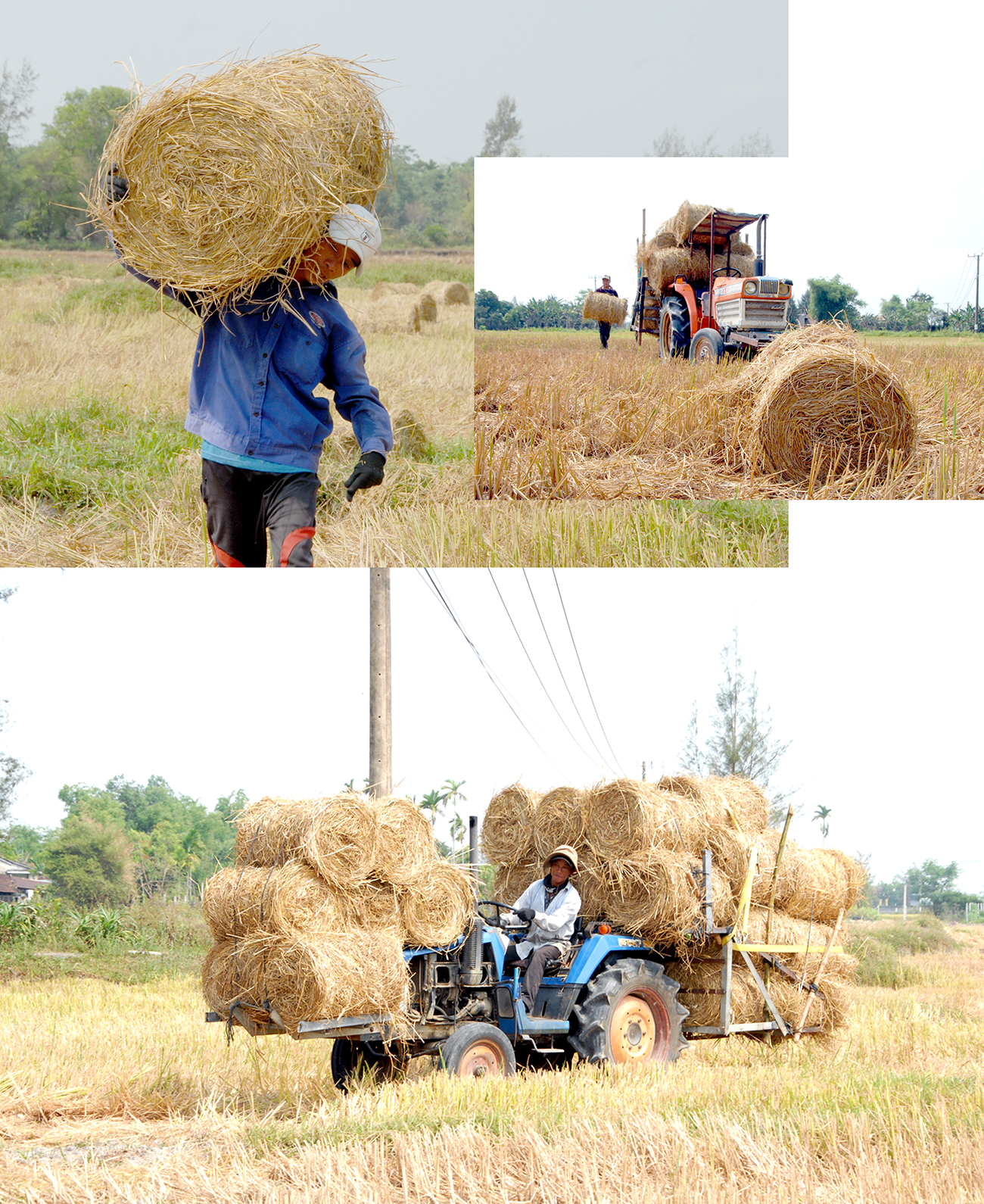 Thu hoạch rơm. Ảnh: T.C