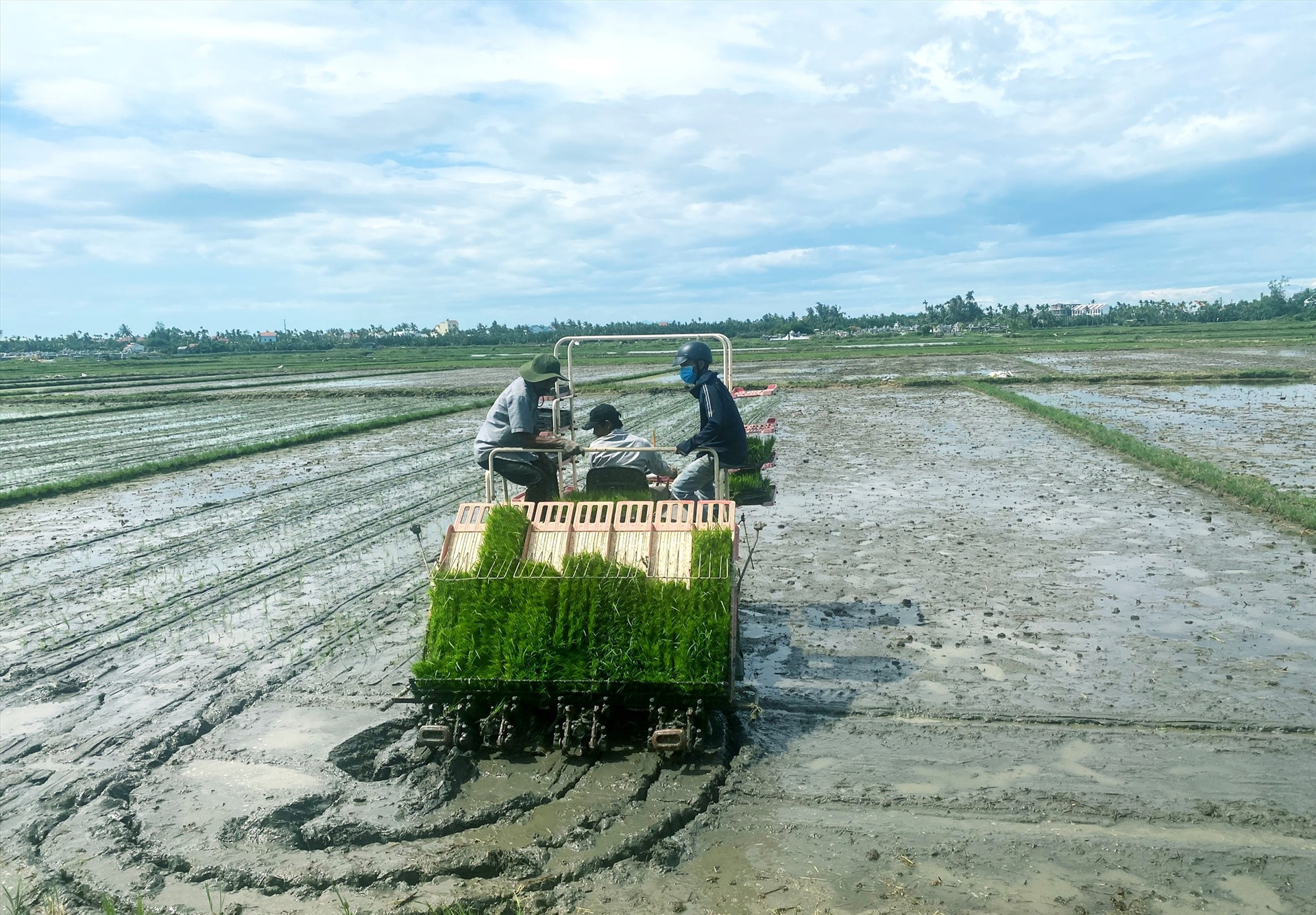 Ngay sau lễ khởi động dự án, nông dân thôn Thanh Đông (xã Cẩm Thanh, Hội An) triển khai cấy lúa hữu cơ bằng máy.   Ảnh: PV