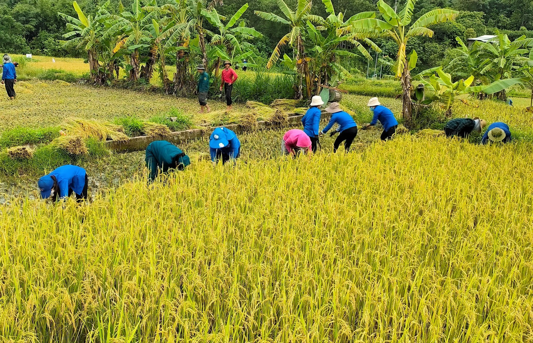 Bất chấp thời tiết nắng nóng, hàng chục thanh niên tình nguyện của xã Tà Bhing giúp dân thu hoạch lúa mùa. Ảnh: Đ.N