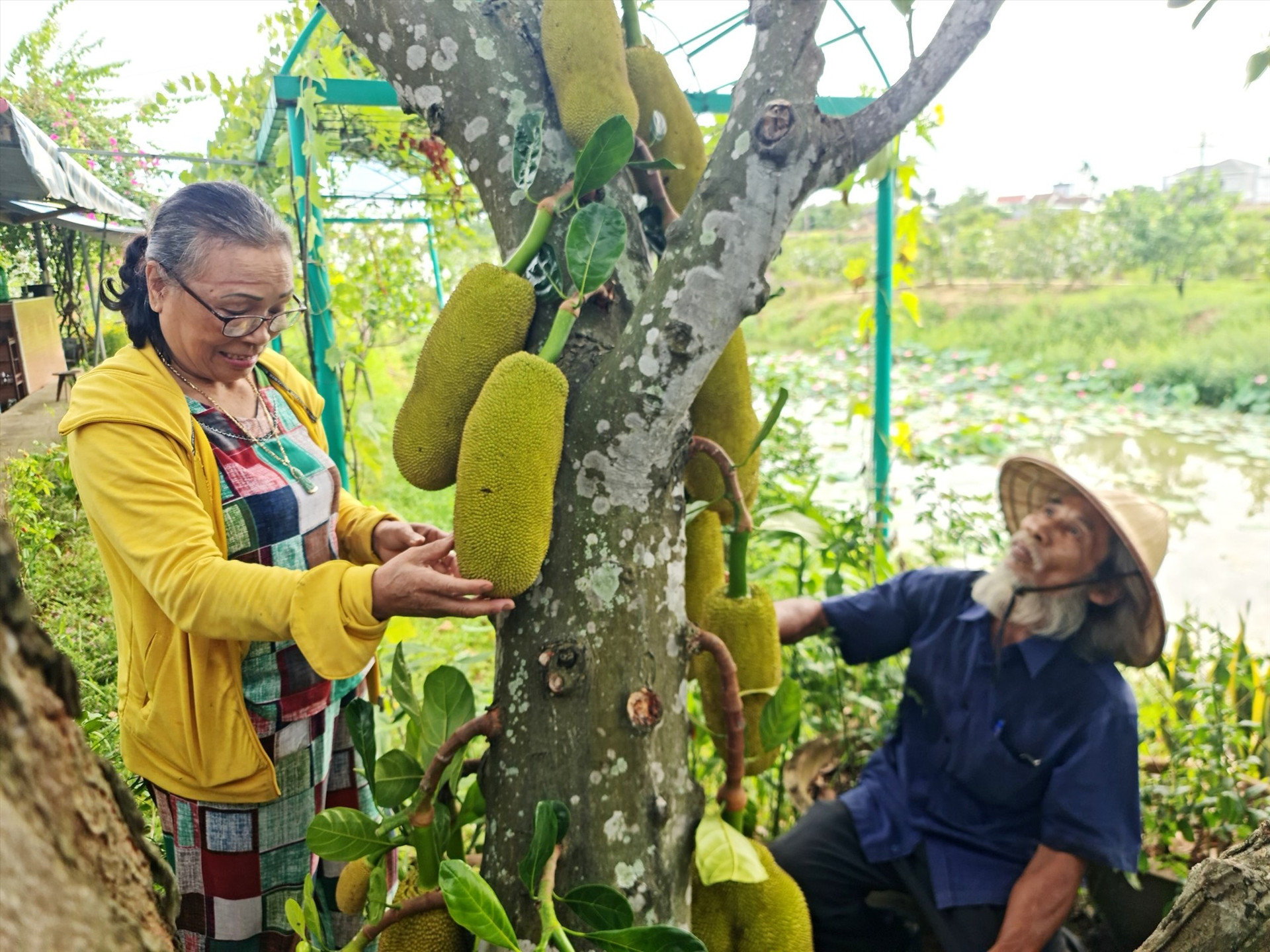 Mô hình trồng cây ăn quả kết hợp du lịch sinh thái của hộ ông Phan Quang Tám (thôn Phong Thử, xã Điện Thọ). Ảnh: P.LỘC