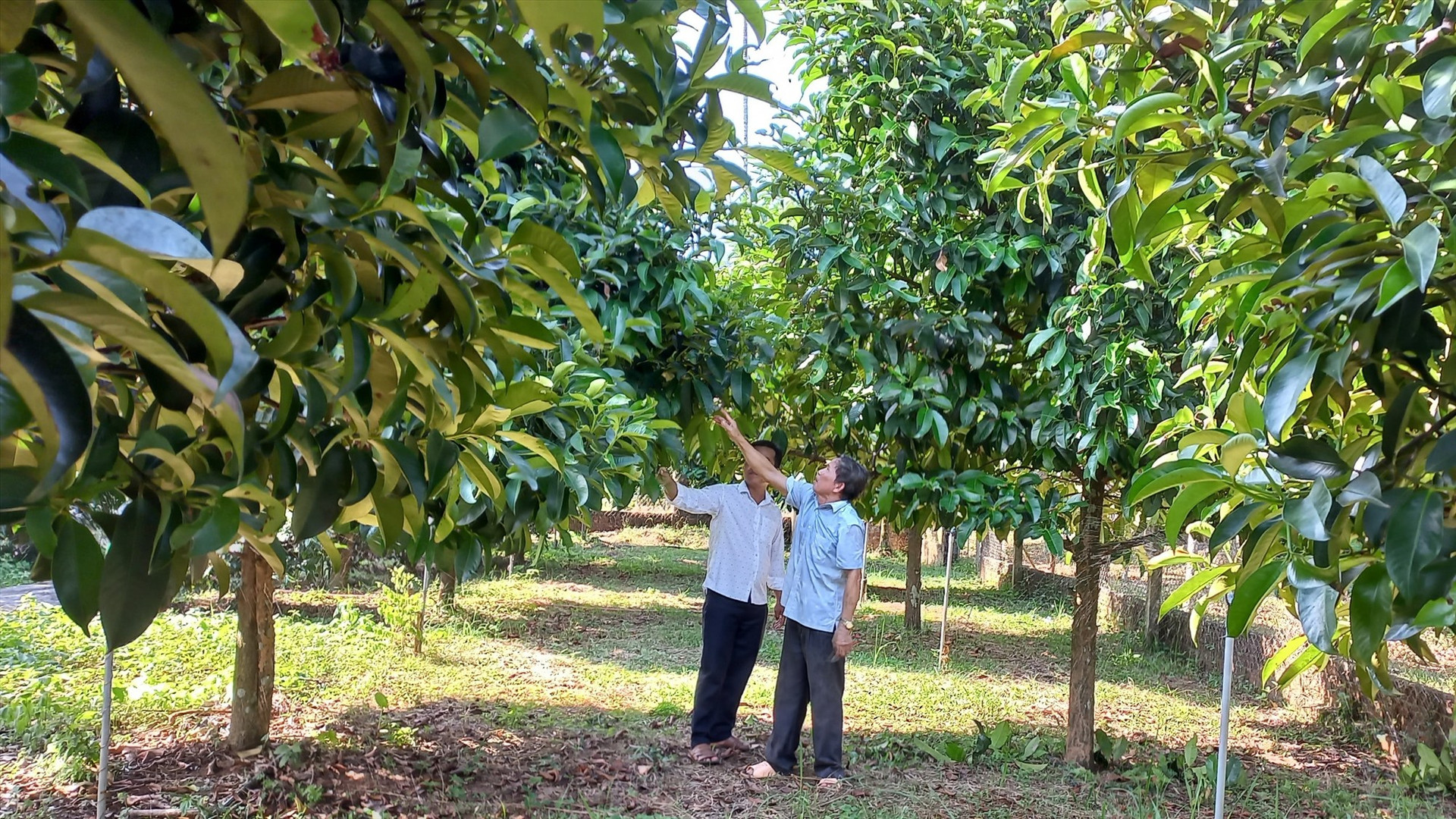 Trong nửa nhiệm kỳ 2020-2025, huyện Tiên Phước hỗ trợ trên 39 tỷ đồng giúp người dân phát triển kinh tế vườn, kinh tế trang trại: Ảnh.N.HƯNG