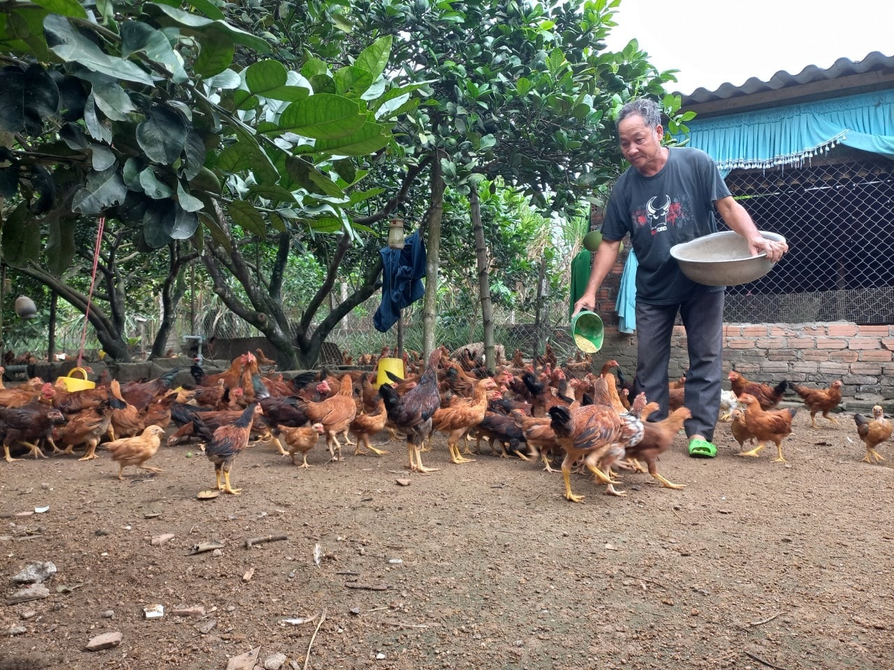 Nông dân Quế Sơn nỗ lực vươn lên phát triển kinh tế gia đình. Ảnh: DUY THÁI