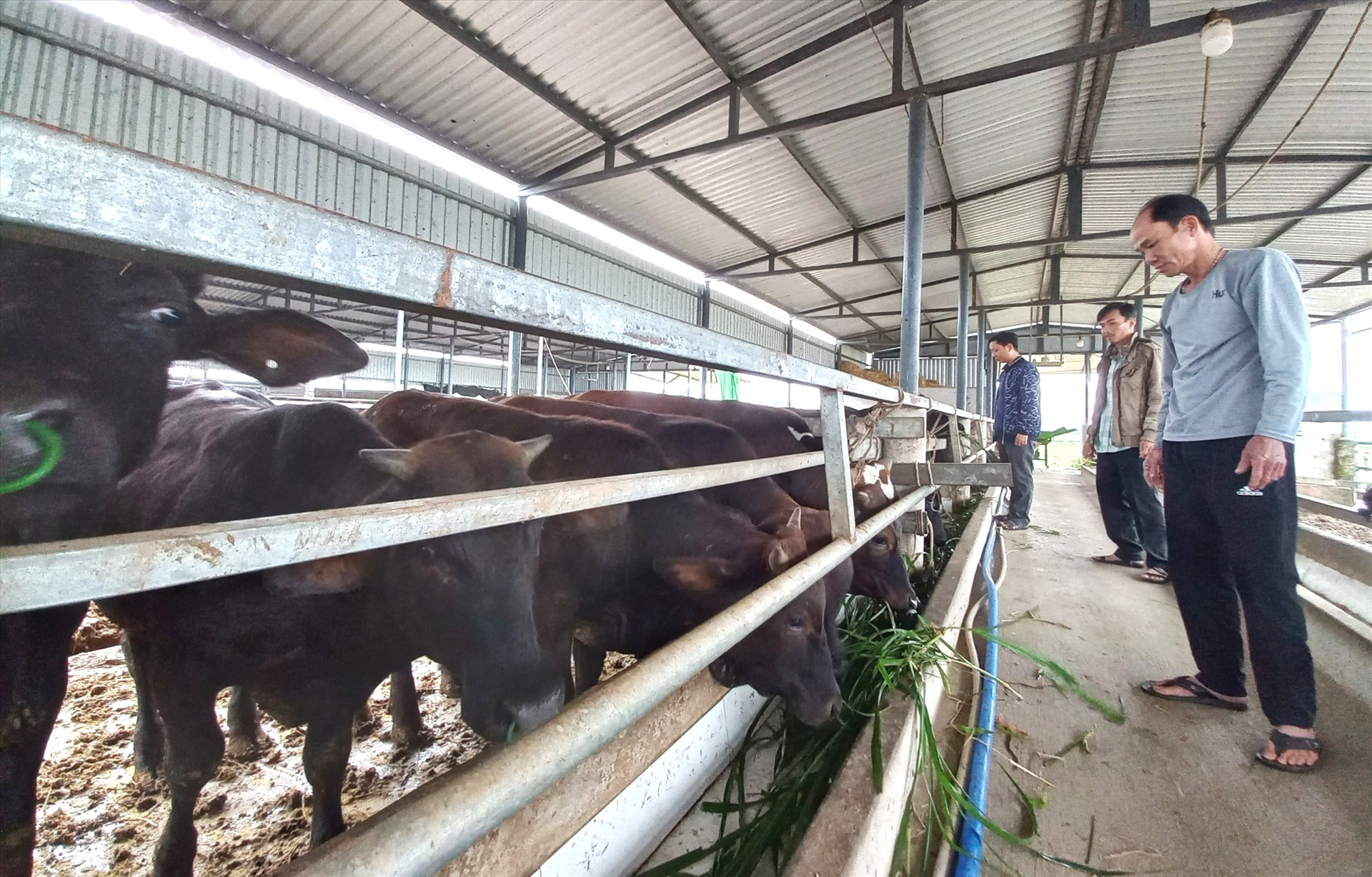 Mô hình chăn nuôi bò 3B của nông dân Nguyễn Đông Hồ (xã Điện Quang). Ảnh: CT
