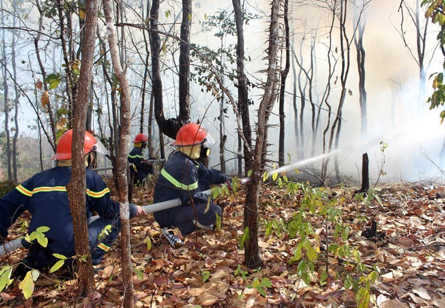Nghiêm cấm các hoạt động xử lý thực bì bằng lửa và các hành vi dùng lửa khác có nguy cơ gây ra cháy rừng. Ảnh:N.P