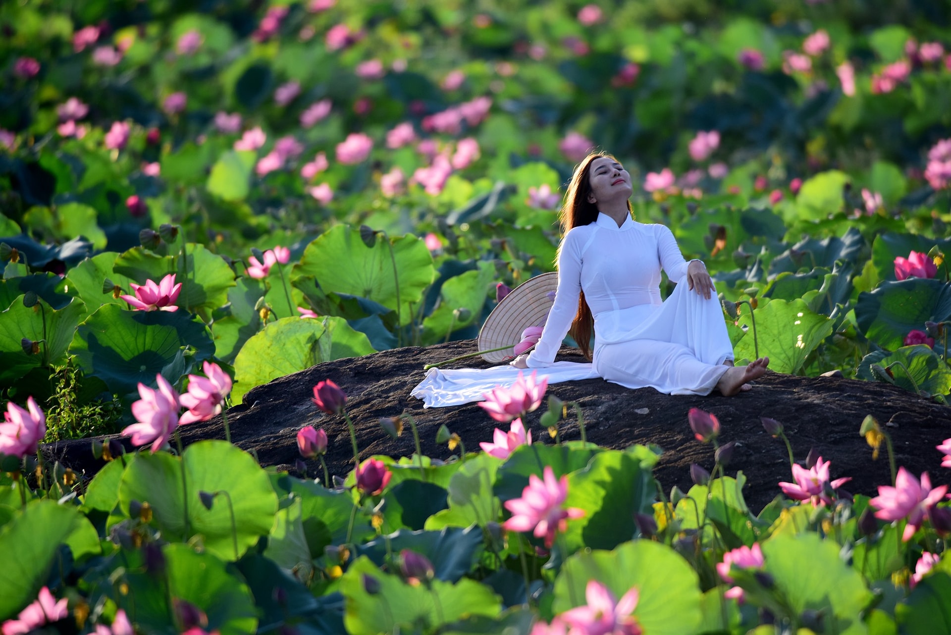 Màu xanh ngọc của lá, màu hồng dịu dàng của hoa và cái vàng ươm của nhị cùng với sự dịu dàng, nét thướt tha của tà áo dài tạo nên bức tranh hòa hợp về sắc màu, góc nhìn nào cũng như tranh.