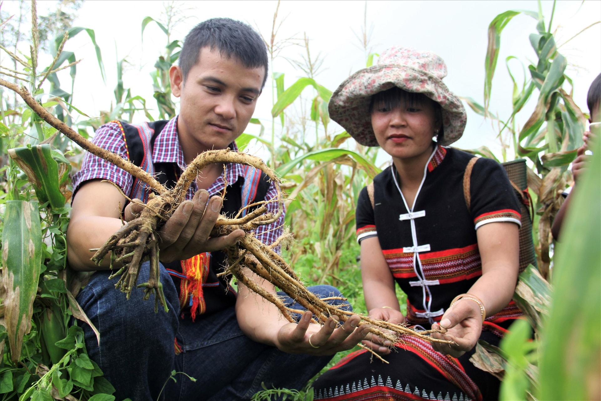 Những năm gần đây, việc trồng xen canh dược liệu dưới tán rừng đã giúp nhiều hộ dân miền núi ổn định cuộc sống. Ảnh: ALĂNG NGƯỚC