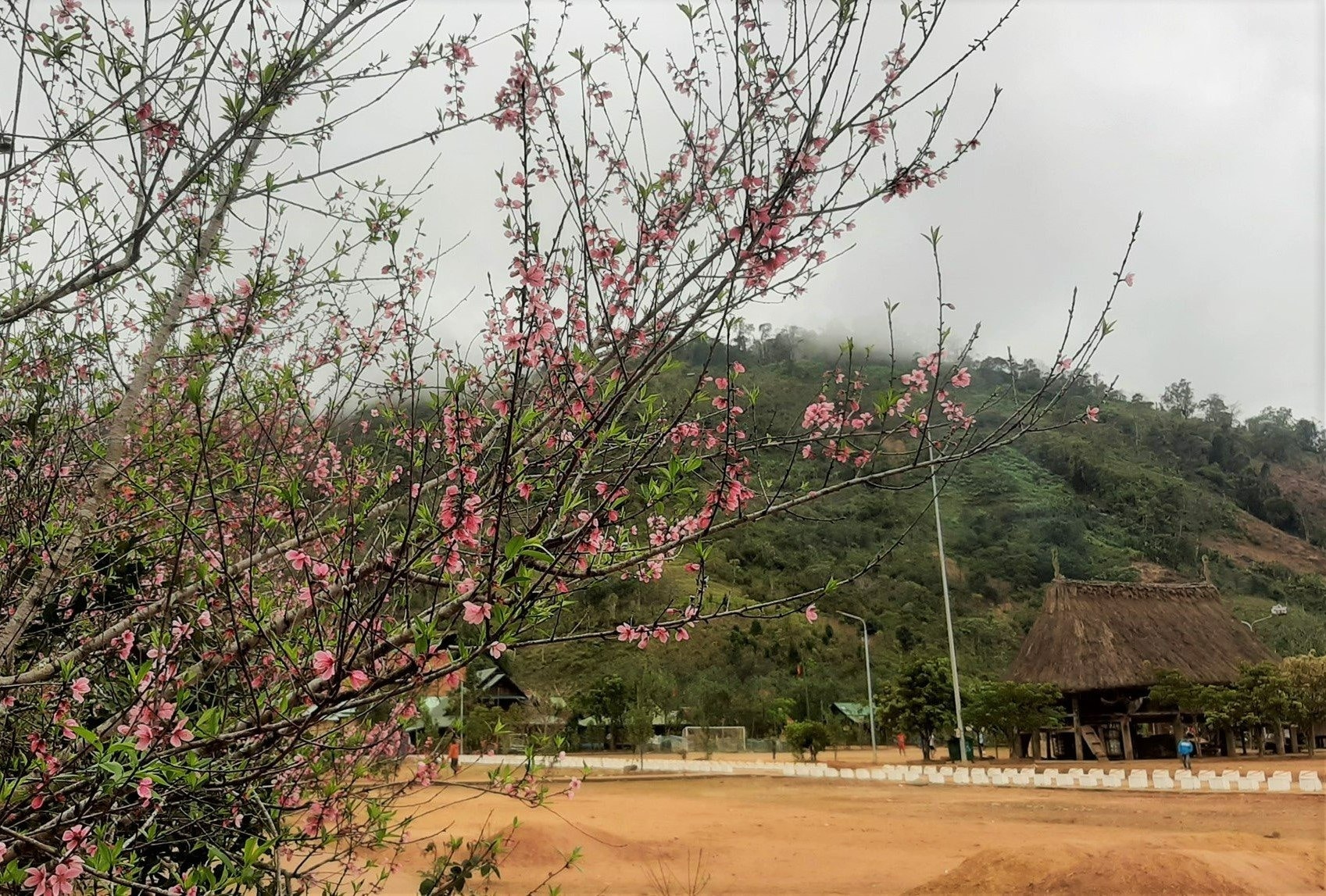 Làng A Rầng đẹp như tranh trong mùa hoa đào. Ảnh: ĐĂNG NGUYÊN