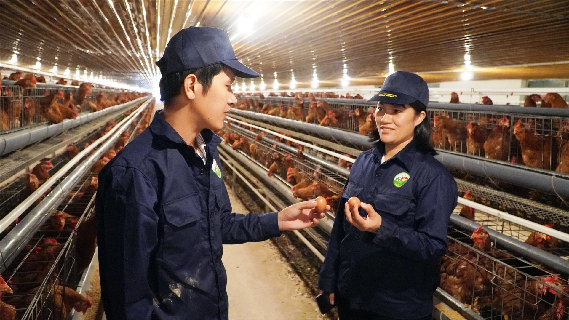 A high-tech chicken farm in Quang Nam