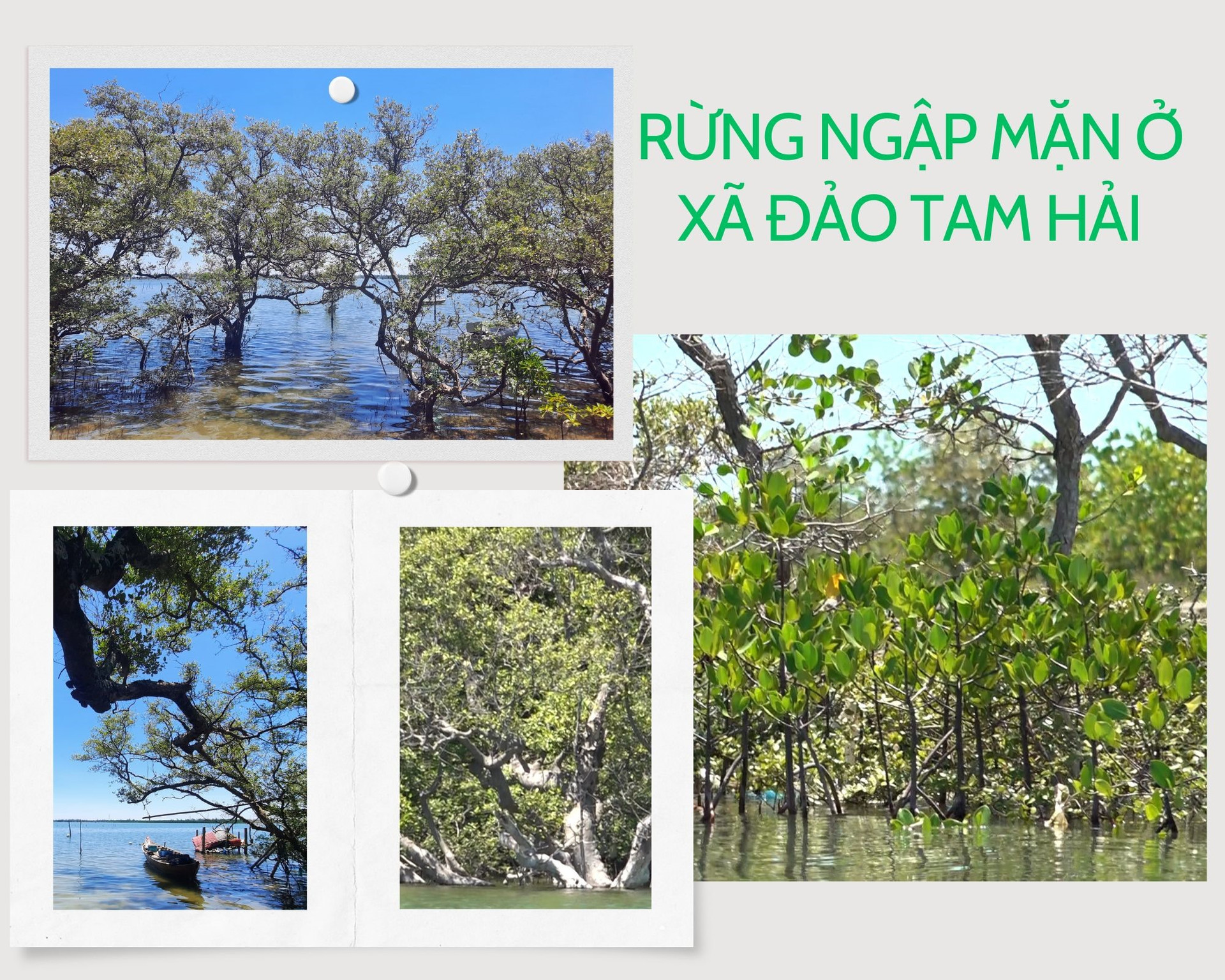 Rừng ngập mặn ở xã đảo Tam Hải được trồng phục hồi tại Long Thạnh Tây, Bình Trung và Xuân Mỹ nhằm tạo nên lá chắn tự nhiên. Ảnh: H.Đ