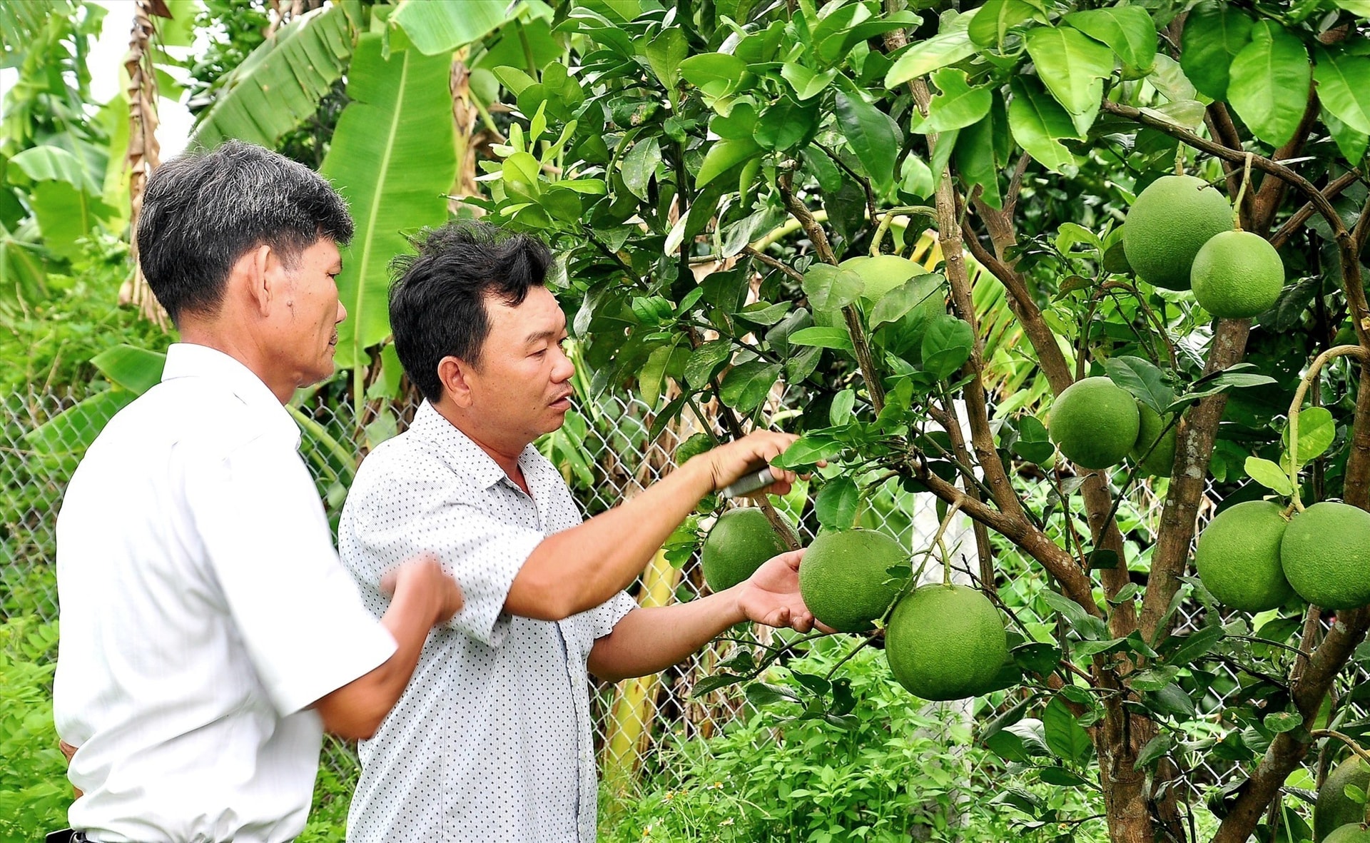 Người dân Nông Sơn mong muốn các cấp, các ngành quan tâm hỗ trợ phát triển mạnh lĩnh vực kinh tế vườn gắn với du lịch sinh thái. Ảnh: VĂN SỰ