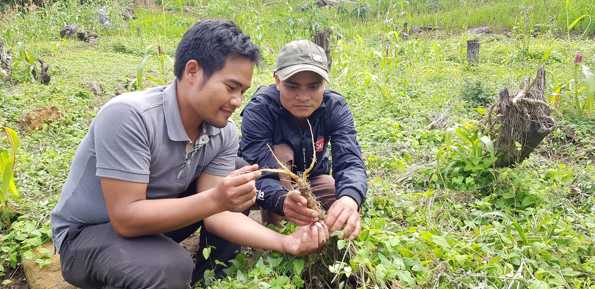 Trồng sâm nam ở Trà Nam (Nam trà My). Ảnh: T.VIỆT