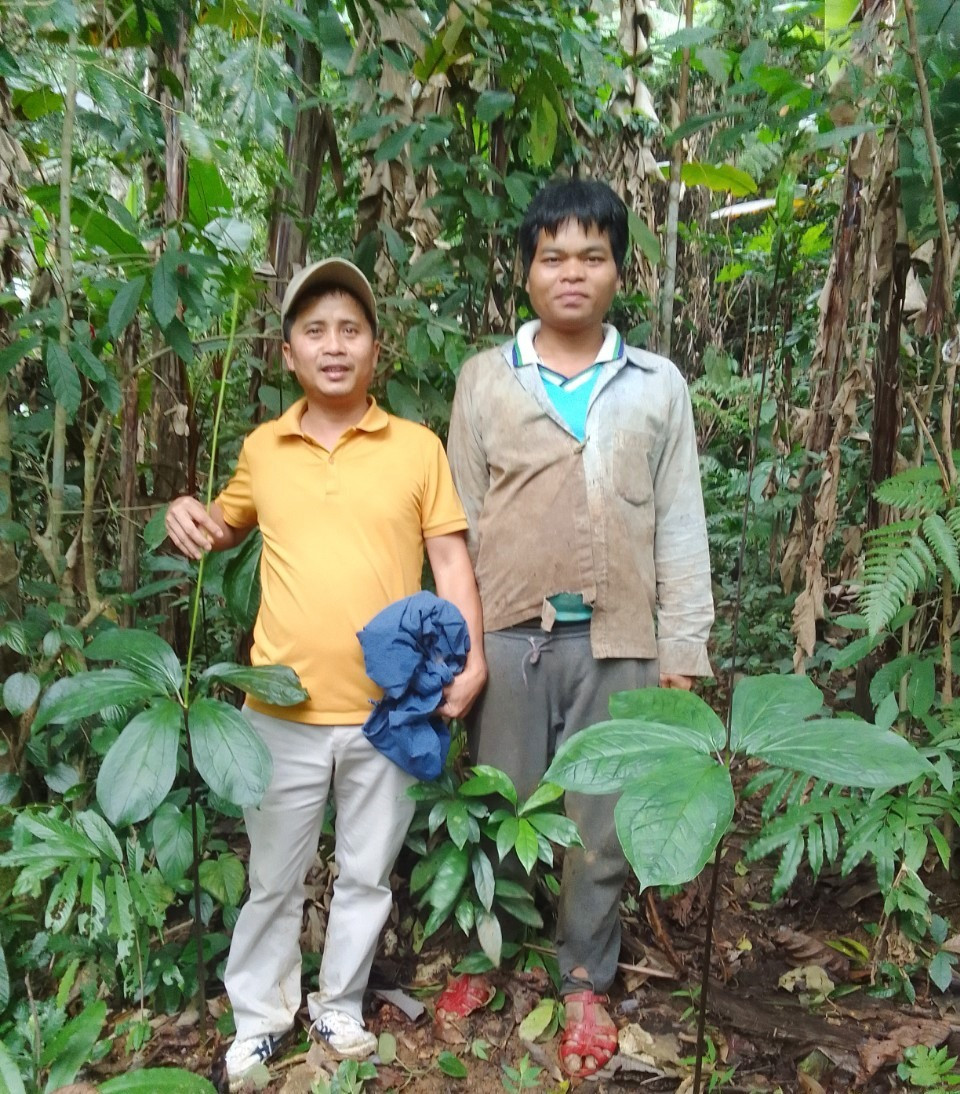 Hộ ông Zơ Râm Với ở thôn A Dinh (thị trấn Prao) thành công với việc bảo tồn, nhân rộng sâm 7 lá dưới tán rừng. Ảnh: KK