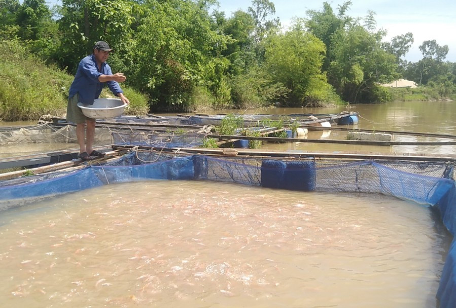 Một mô hình nuôi cá lồng bè của nông dân Điện Tiến