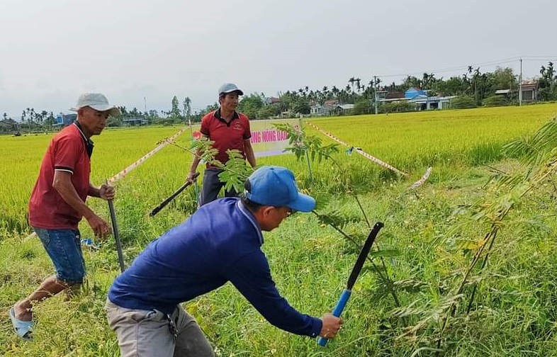 Nông dân phường Điện Nam Đông ra quân dọn vệ sinh đồng ruộng