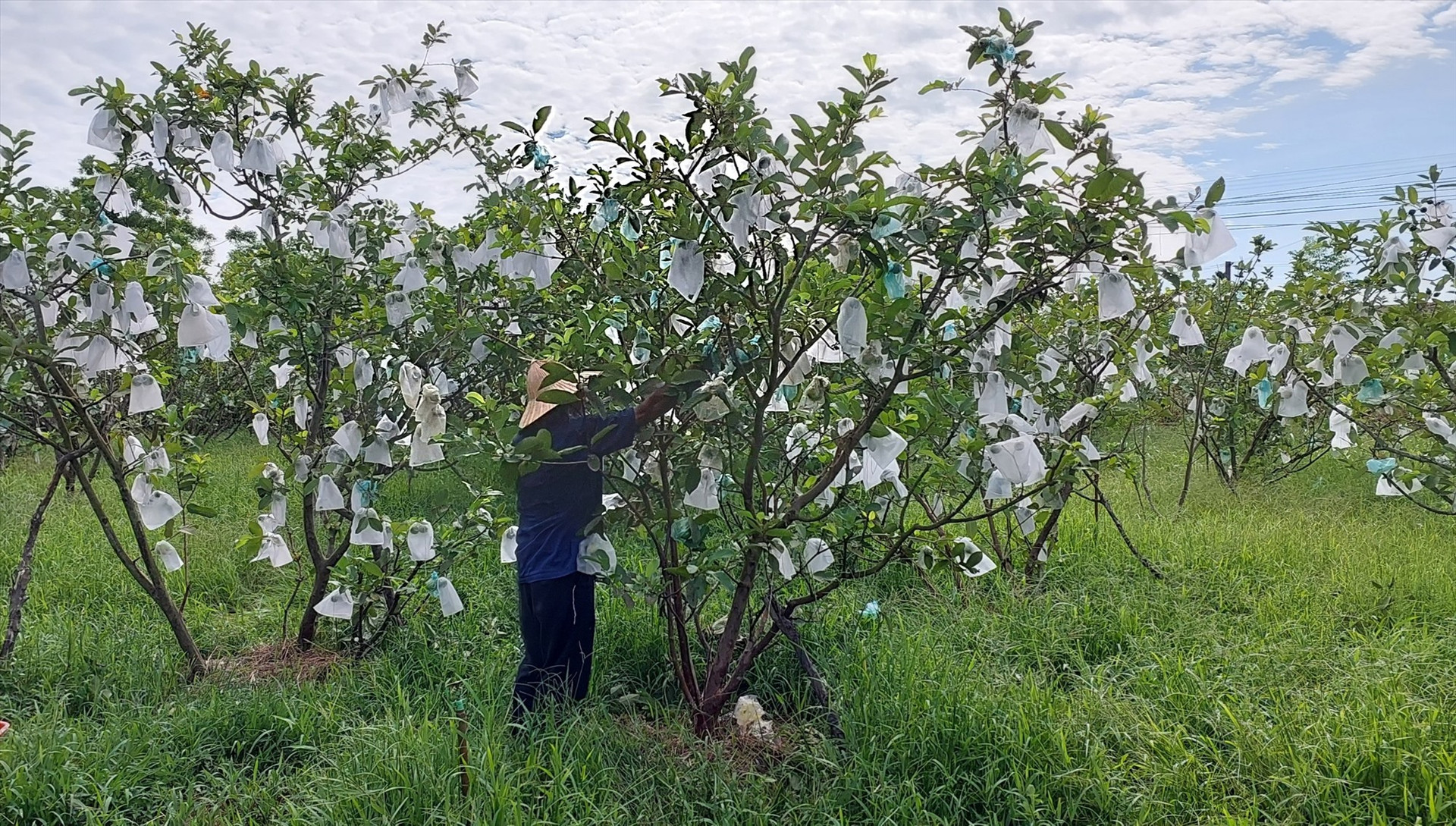 Kinh tế trồng trọt giúp nhiều nông dân Điện Bàn thu nhập ổn định.
