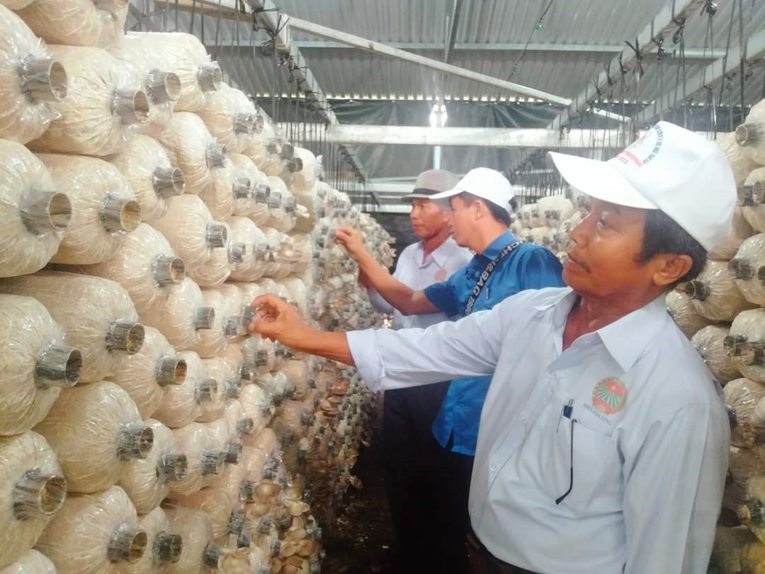 Một trang trại nấm hoạt động hiệu quả ở phường Điện Thắng Nam (Điện Bàn)