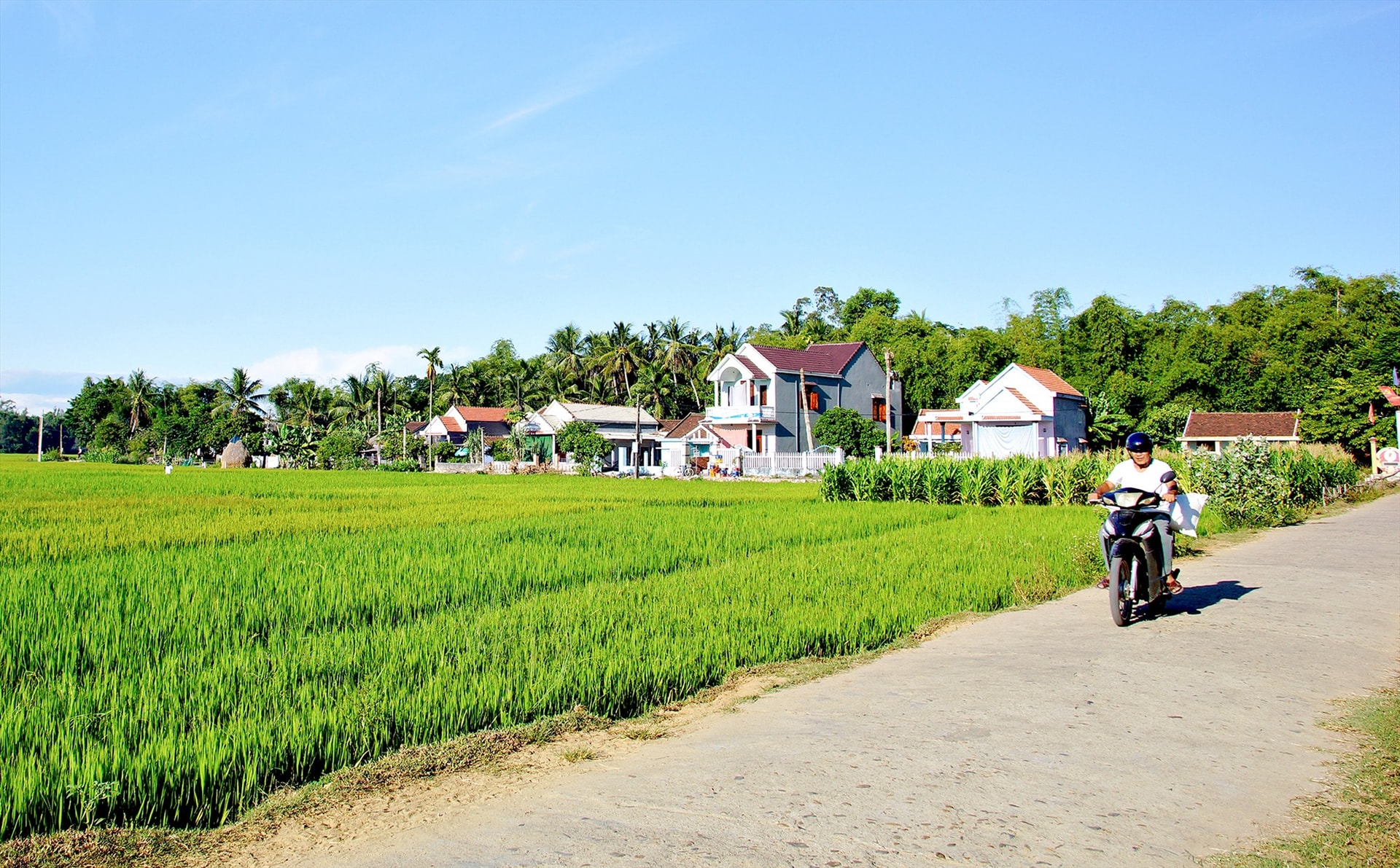 Những cánh đồng lúa xanh hai bên đường gợi nhắc nhiều kỷ niệm với người xa quê khi trở về.Ảnh: PHƯƠNG THẢO