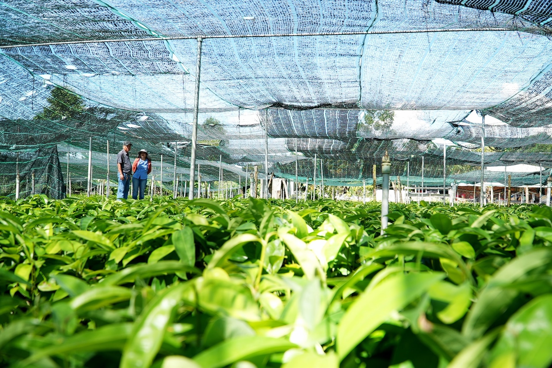 Some plans were approved for the preservation and development of Tra My cinnamon in the period of 2018-2025. Accordingly, there will be about 3,000 hectares of cinnamon in Bac Tra My district by 2025. Cinnamon is considered the key economic tree, contributing to sustainable poverty alleviation in the district.