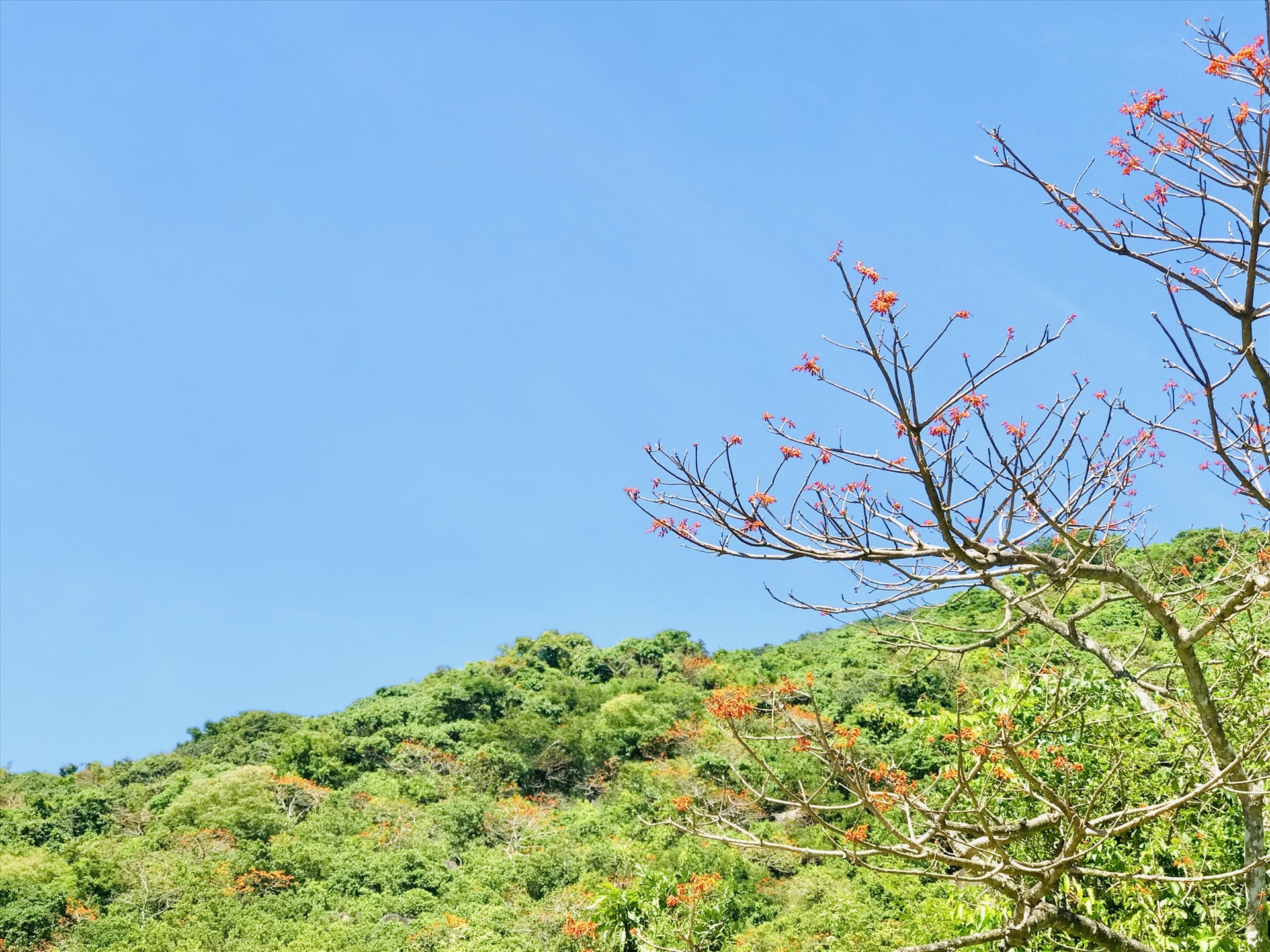 Hoa ngô đồng ở Cù Lao Chàm. Ảnh: Q.T