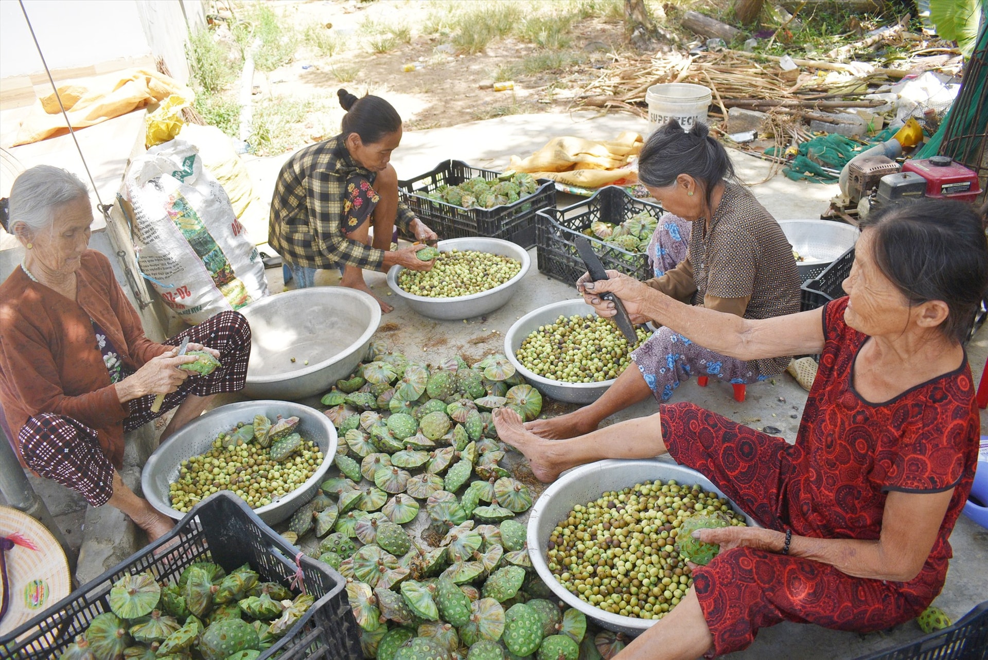 Phụ nữ ở quê tranh thủ bóc sen kiếm thêm thu nhập. Ảnh: P.H