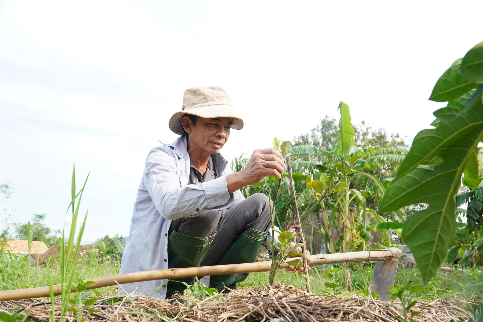 Người dân Quế Sơn chăm sóc cây trồng theo hướng hữu cơ, sử dụng chế phẩm sinh học. Ảnh: M.L