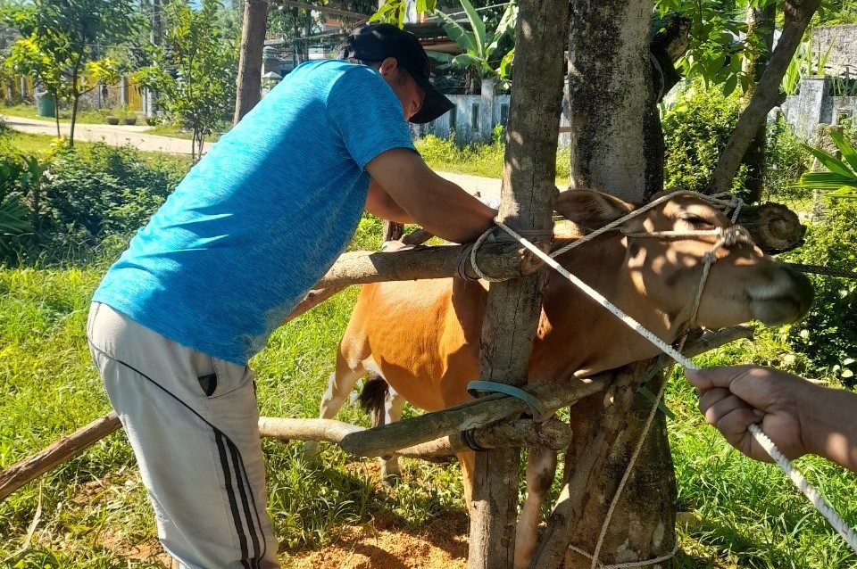 Tiêm thuốc điều trị bò mắc bệnh VDNC tại thôn 1 xã Trà Kót.