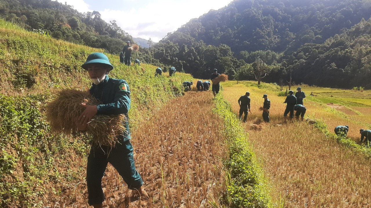 Lực lượng Dân quân cơ động xã A Xan triển khai thu hoạch lúa mùa cho 2 hộ gia đình khó khăn tại thôn A Rầng. Ảnh: Đ.N