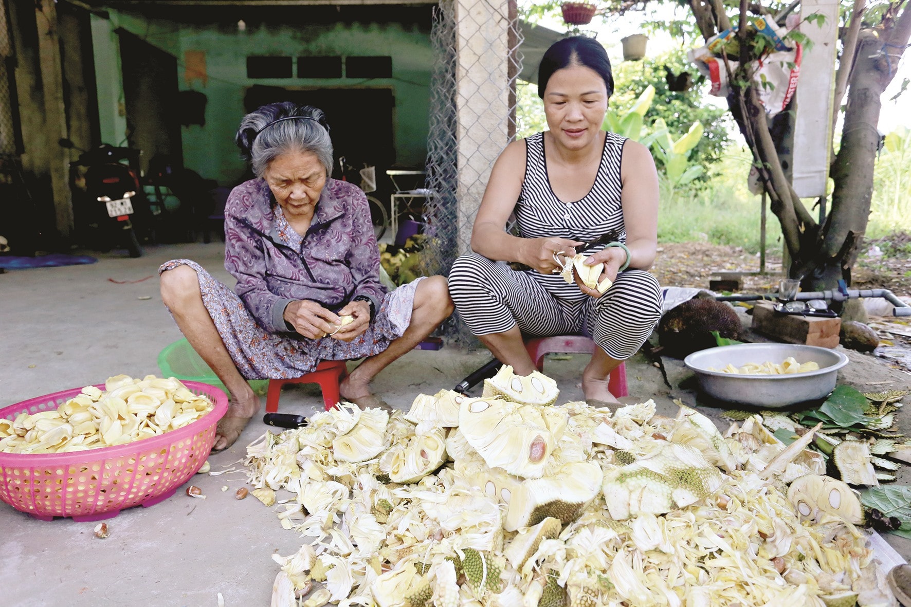 Bà Võ Thị Liên cùng mẹ tách múi mít.