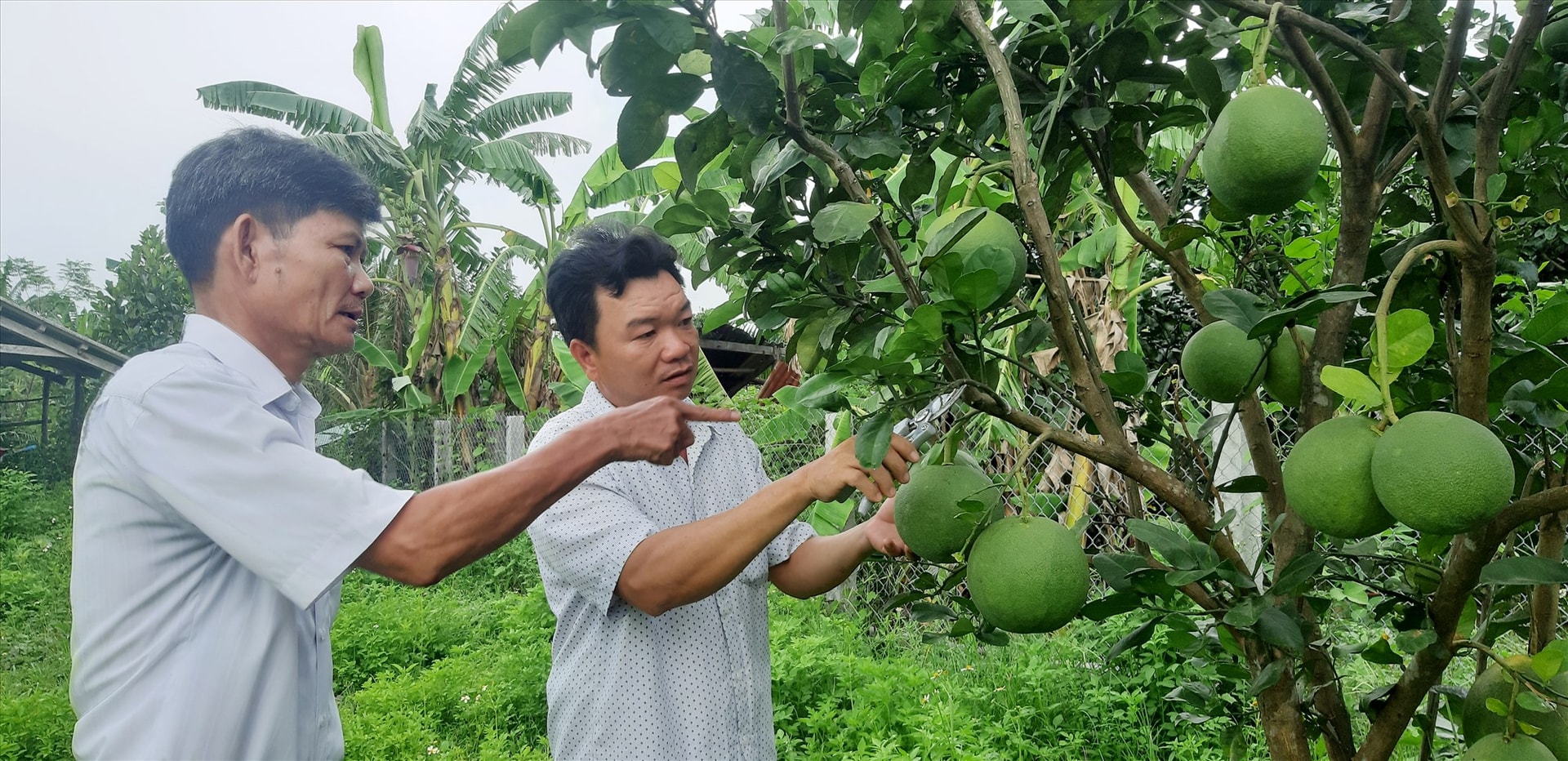 Thụ hưởng nhiều cơ chế chính sách hỗ trợ, người dân trên địa bàn tỉnh có điều kiện phát triển mạnh lĩnh vực kinh tế vườn. Ảnh: PV