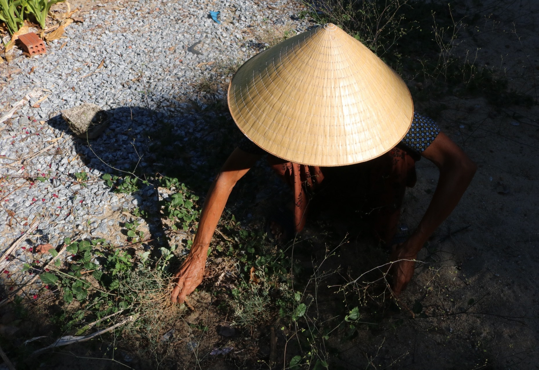 Bà Nguyễn Thị Hòa (76 tuổi) hái cây cỏ gạo gần nhà. Ảnh: T.H