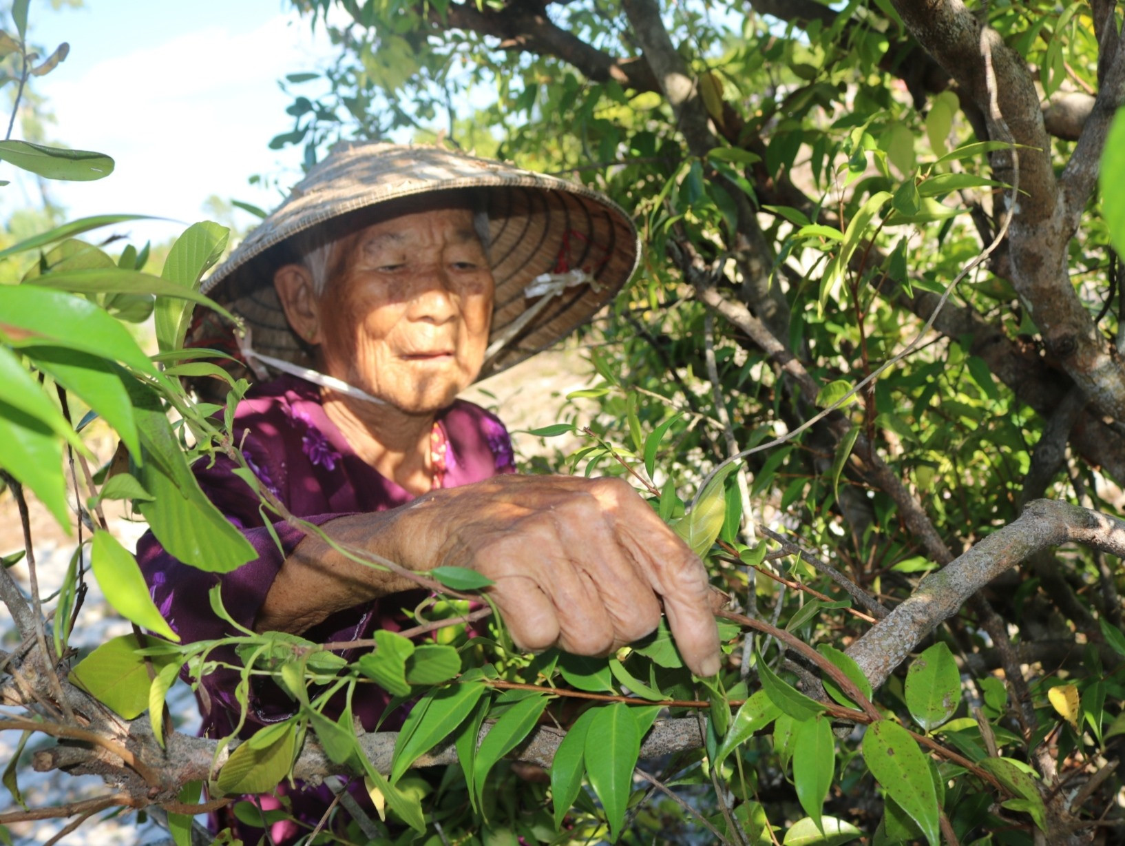 Bà Trần Thị Đào (92 tuổi) hái lá mùng Năm ở khu rừng cách nhà gần 2km. Ảnh: T.H