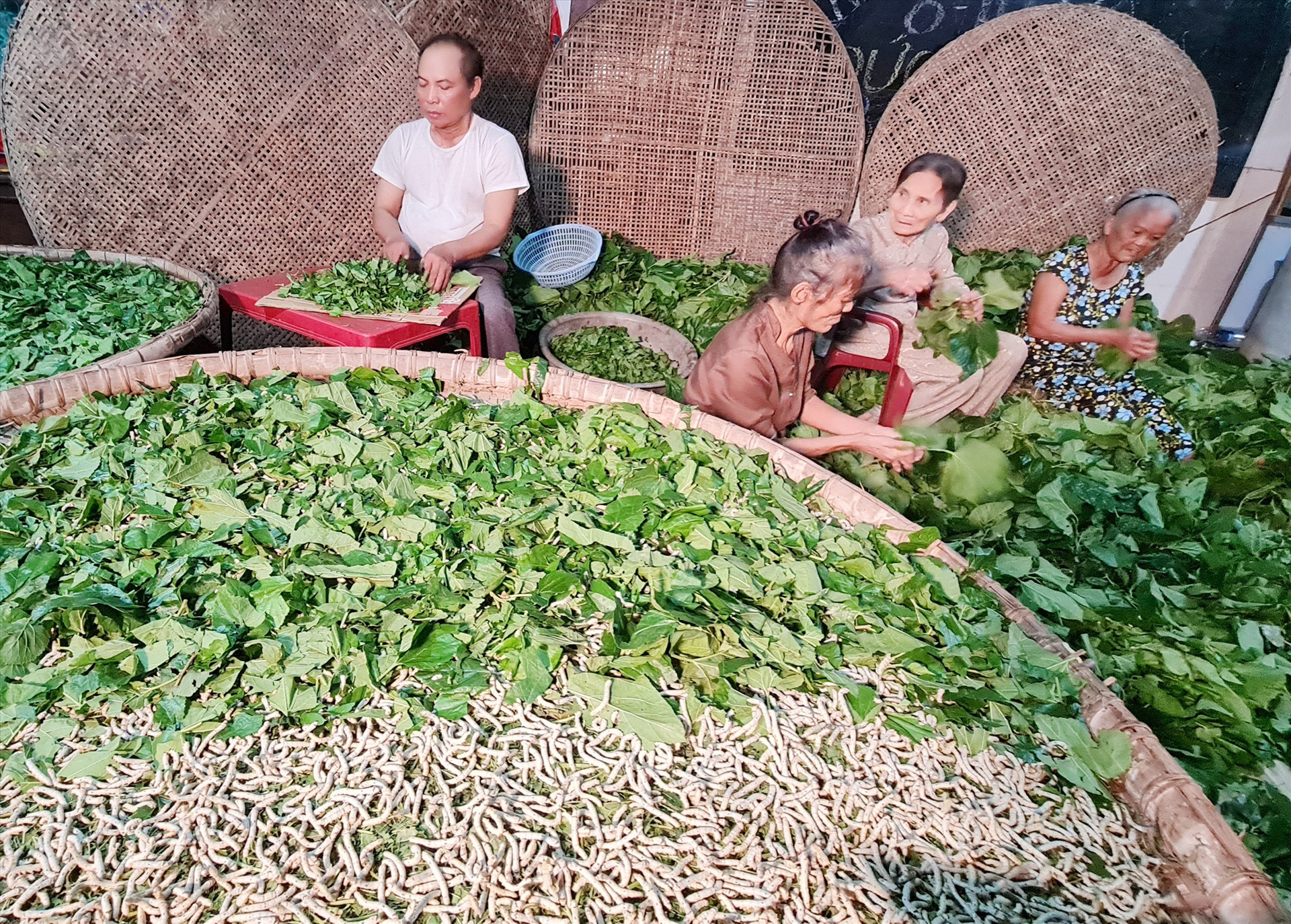 Một hộ nông dân huyện Duy Xuyên nỗ lực khôi phục nghề trồng dâu nuôi tằm để bán tằm thương phẩm. Ảnh: HOÀNG LIÊN