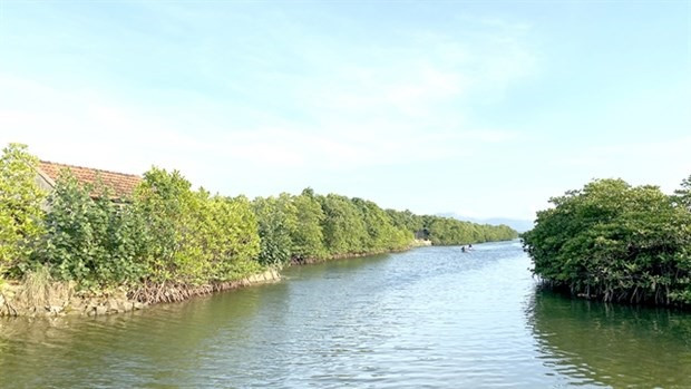 A mangrove forest in Quy Nhon. (Photo: VNA)