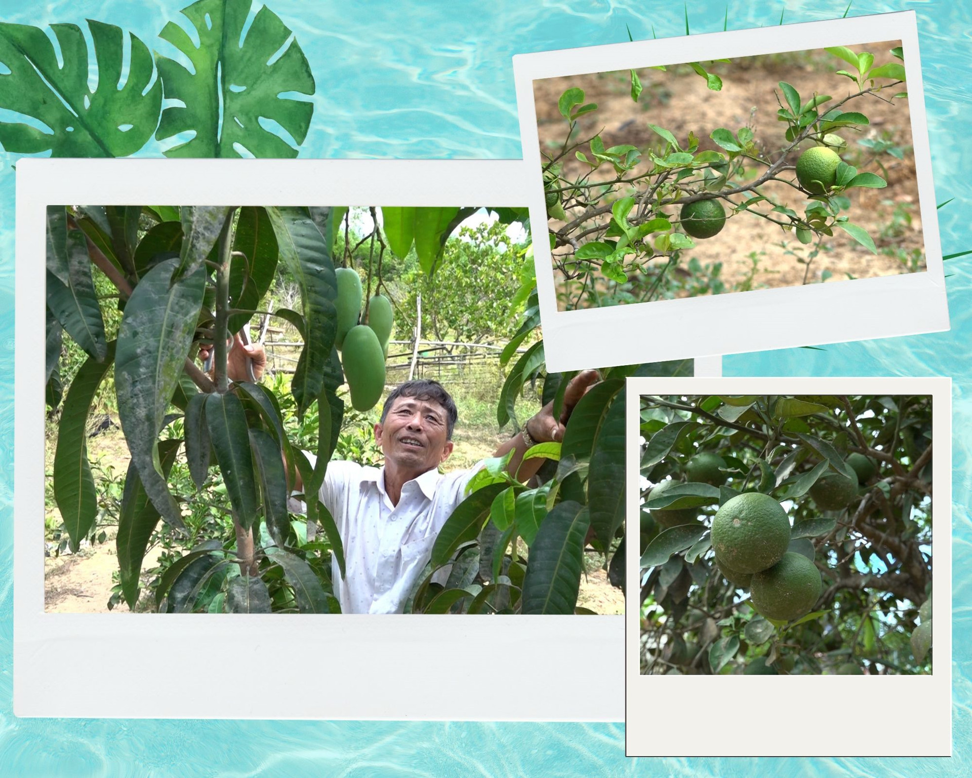 Vườn cây ăn trái trĩu quả của thương binh Nguyễn Văn Hậu. Ảnh: H.Đ