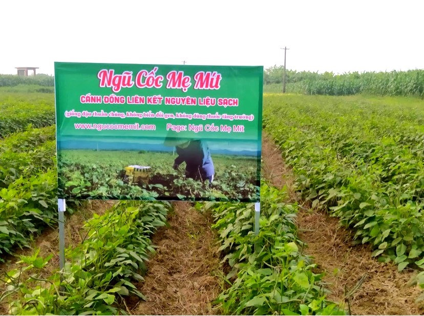 Chị Thái Thị Nhị liên kết với người nông dân để tạo vùng nguyên liệu sạch chế biến bột ngũ cốc. Ảnh: Q.VIỆT