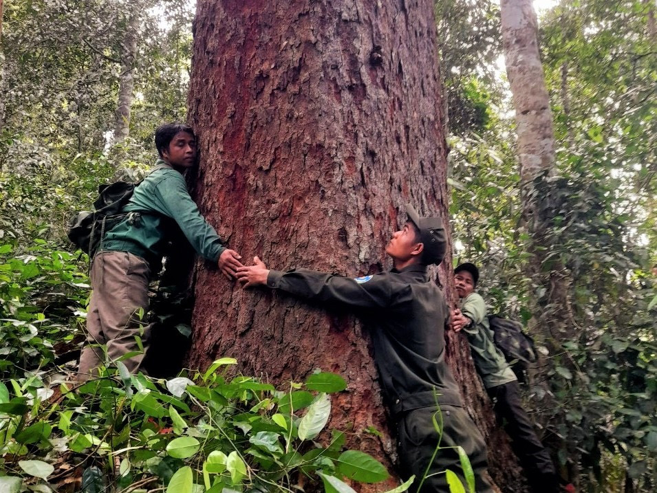 Tăng cường công tác quản lý, giữ rừng nhằm đảm bảo hiện trạng rừng tự nhiên. Ảnh: Đ.N