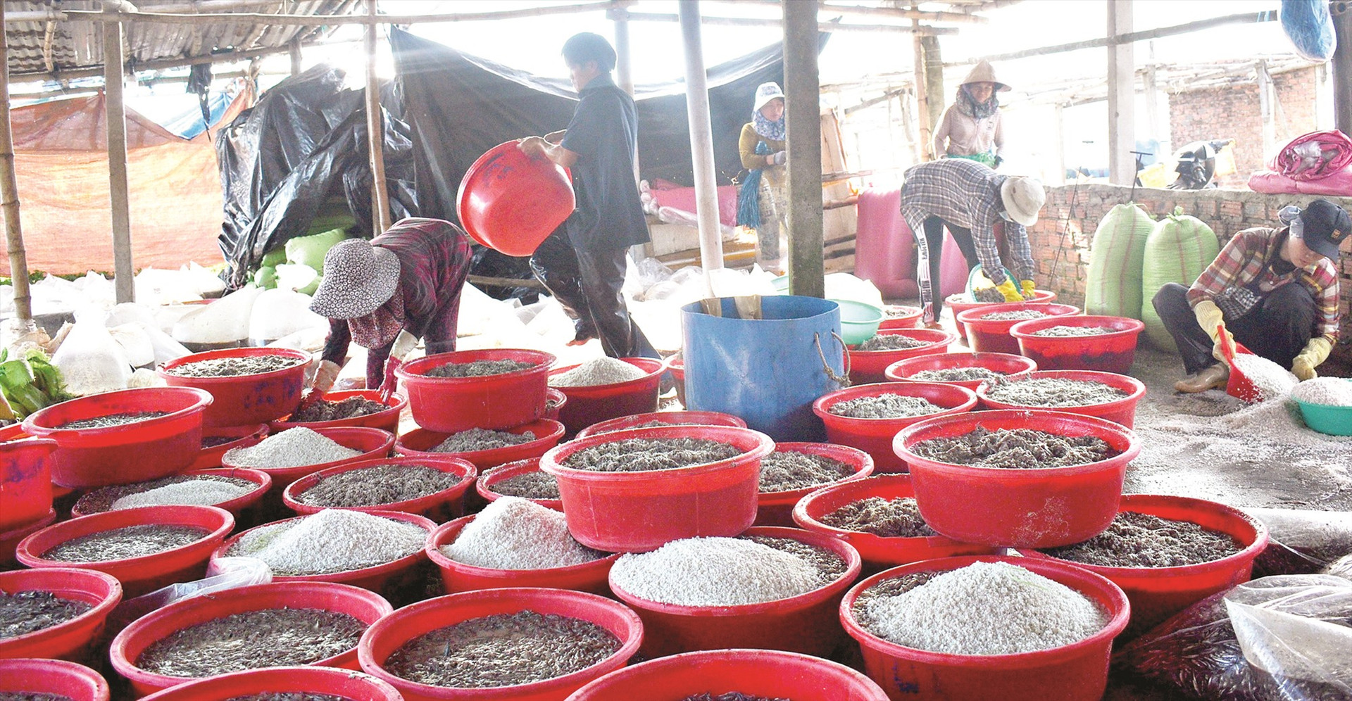 Hàng chục nhân công làm nghề ủ muối cá ở bờ biển Bình Minh.