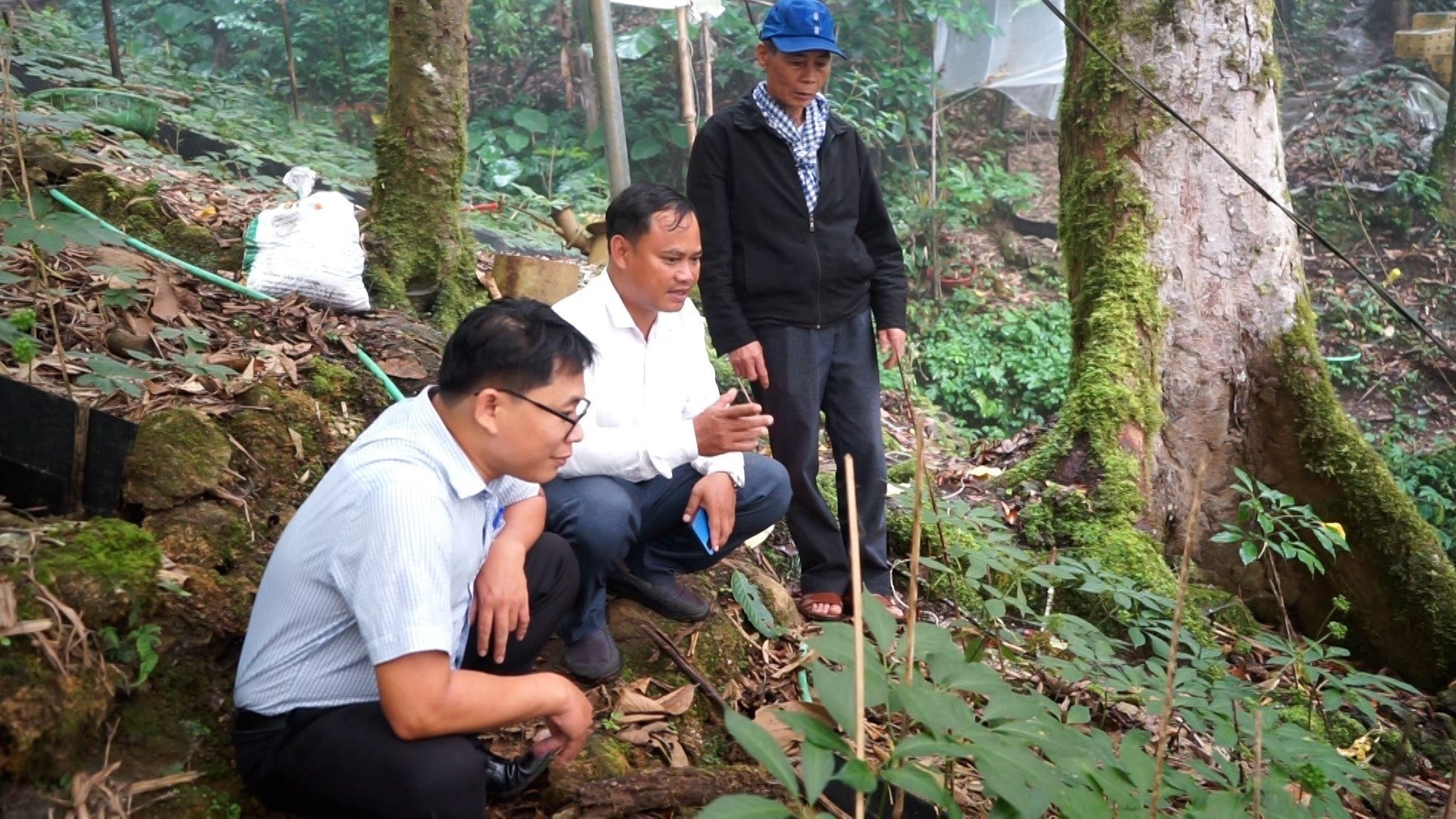 Cây sâm Ngọc Linh thành sinh kế cho nhân dân. Ảnh: Q.L