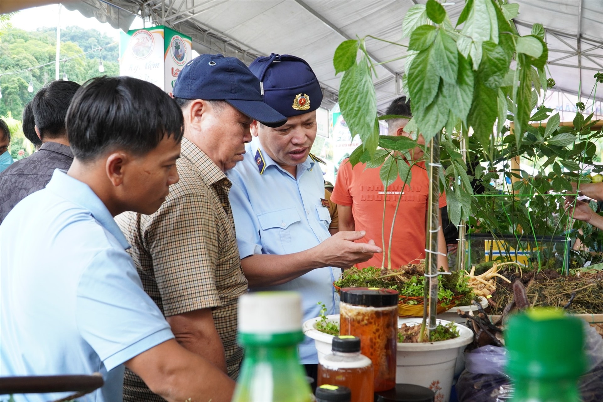 Sâm Ngọc Linh đưa vào bán trong phiên chợ đươnc kiểm tra kỹ. Ảnh: Q.L