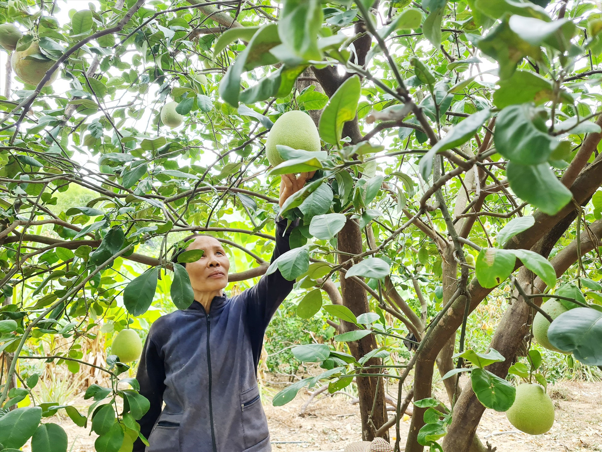 Một mô hình trồng cây ăn quả của người cao tuổi ở Nông Sơn. Ảnh: HOÀNG LIÊN