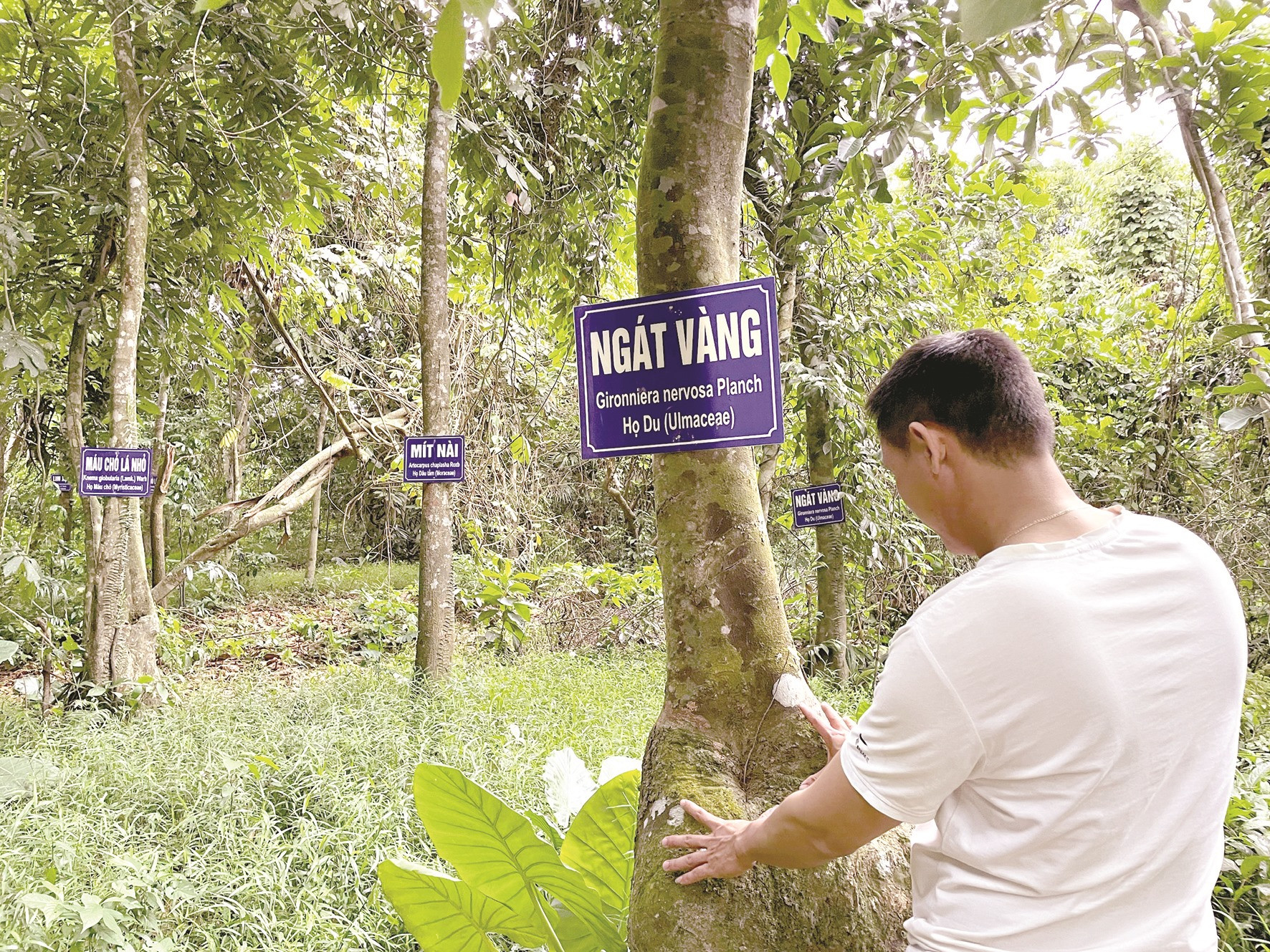 Rừng Cấm ở làng Đại Bình được người dân xem như “báu vật của làng” vẫn đang chờ những cơ hội để phát triển du lịch sinh thái. Ảnh: H.T